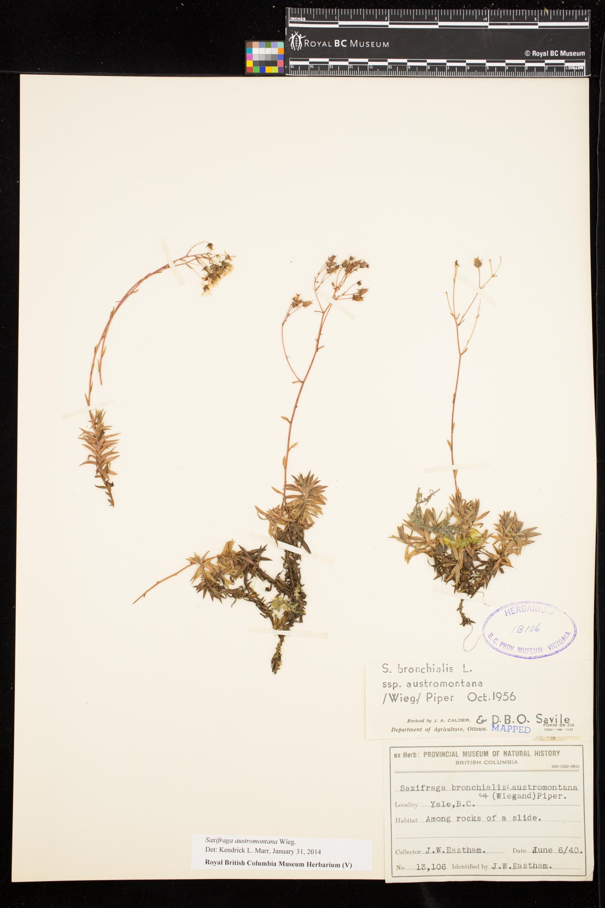 Image representing Saxifraga austromontana.