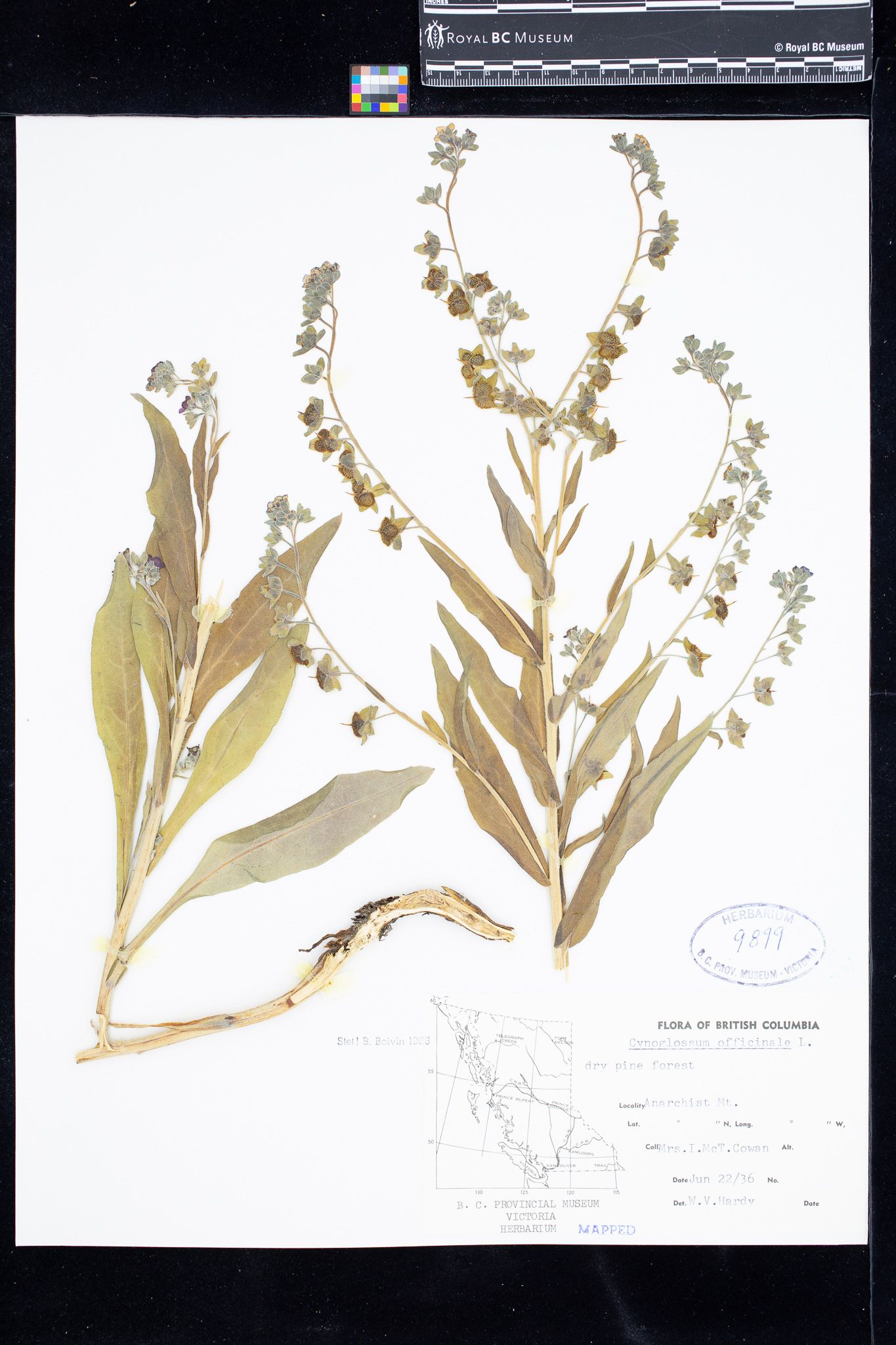 Image representing Cynoglossum officinale.