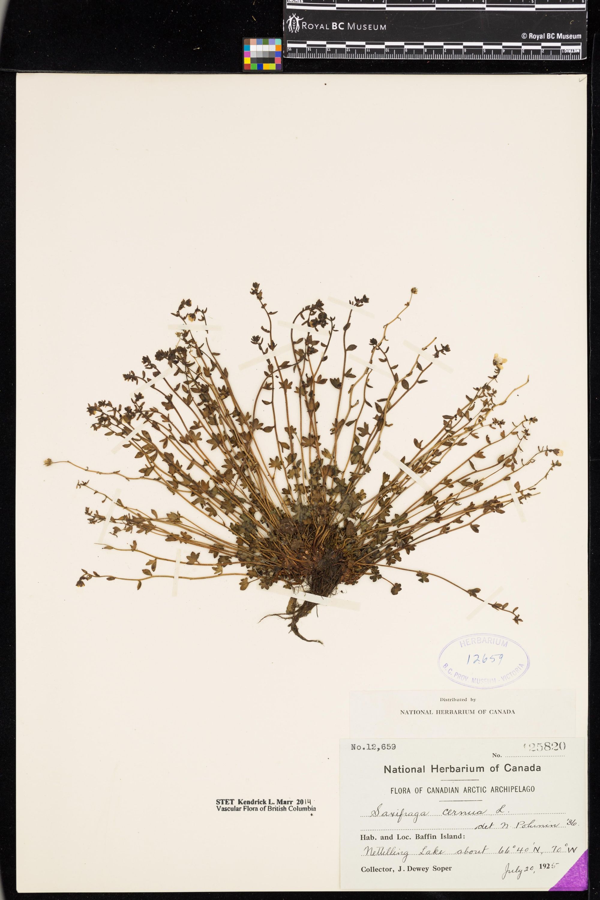 Image representing Saxifraga cernua.