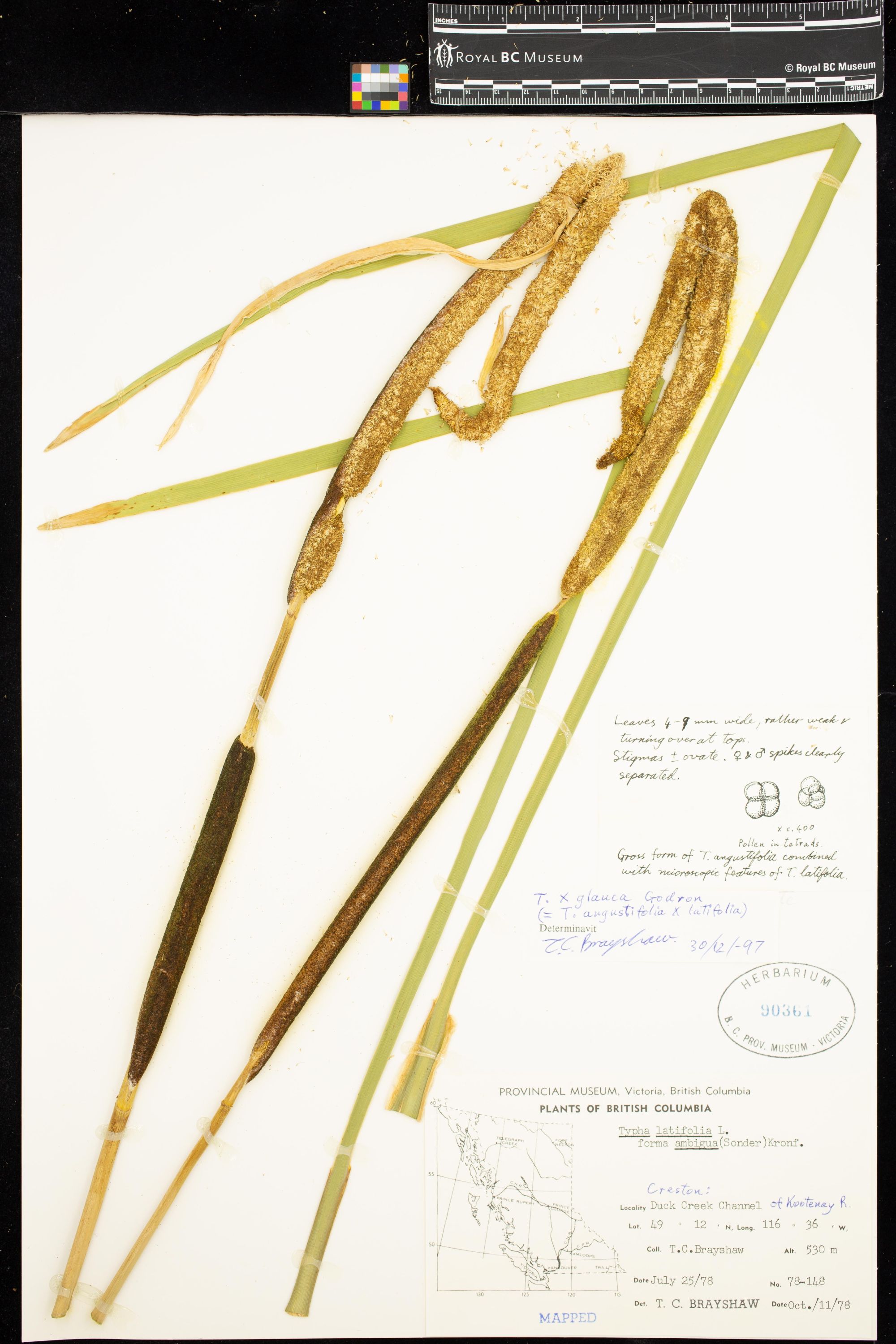 Image représentant Typha X glauca