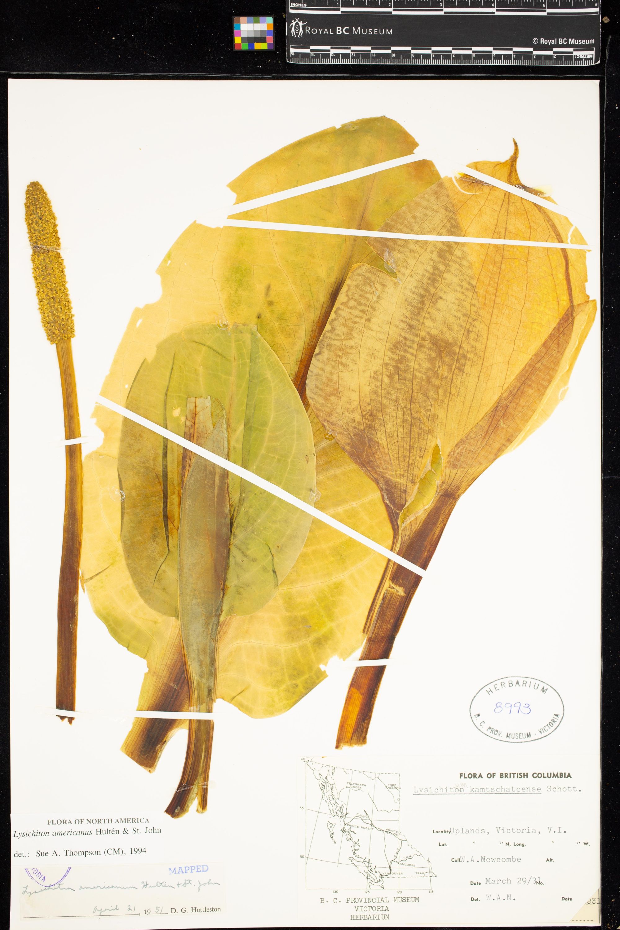 Image representing Lysichiton americanum.
