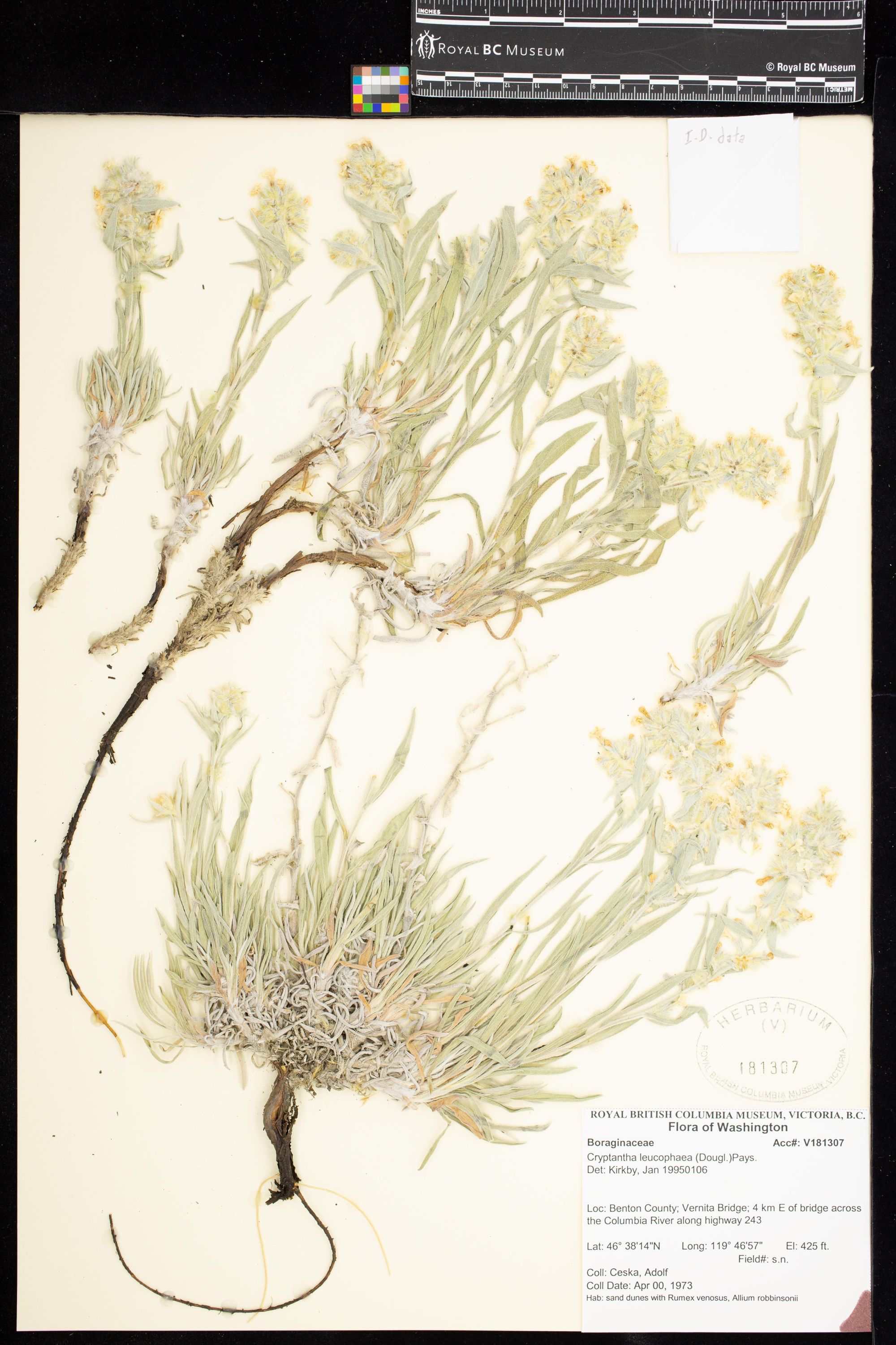 Image representing Cryptantha leucophaea.