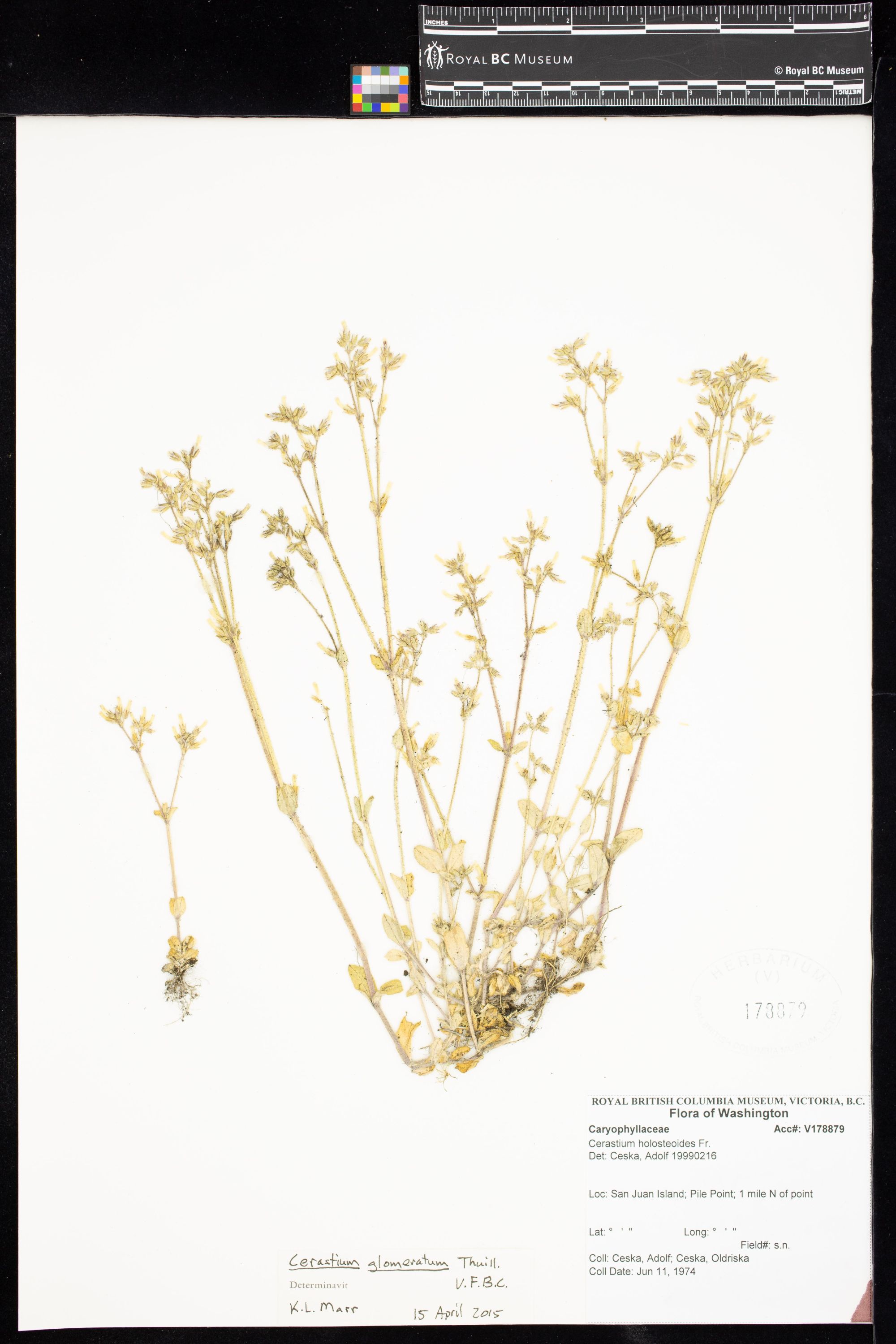 Image representing Cerastium glomeratum.