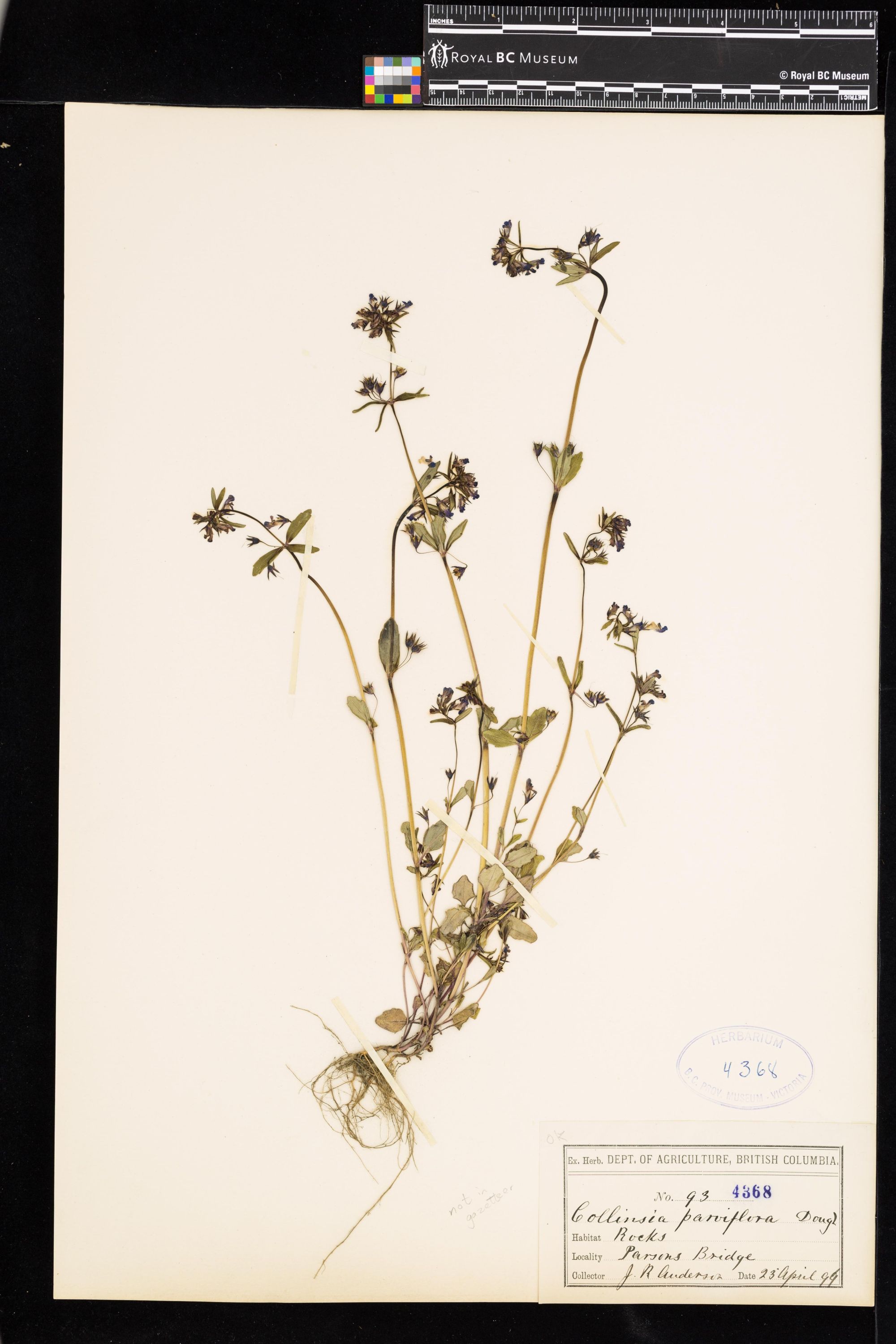 Image representing Collinsia parviflora.