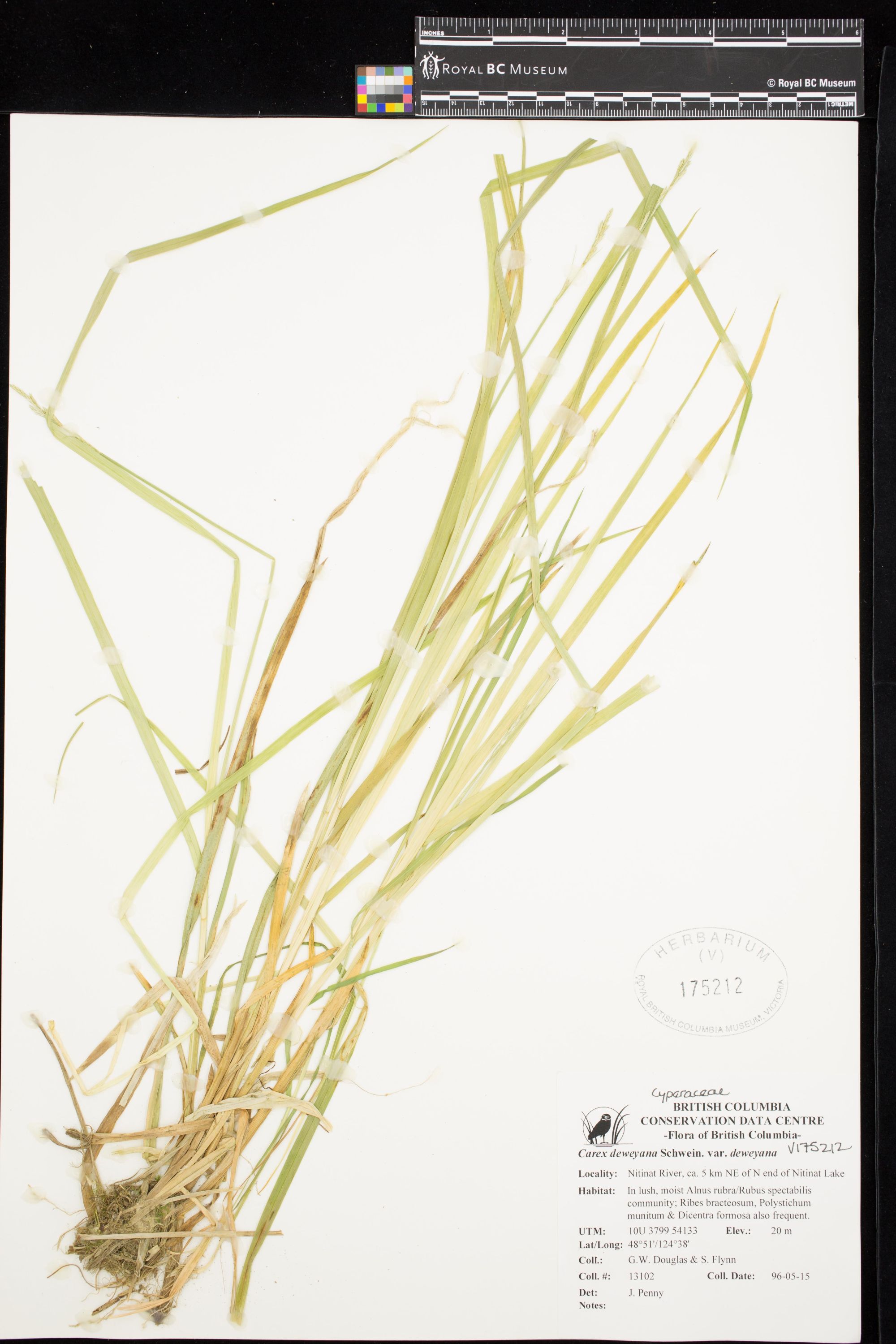 Image representing Carex deweyana var. deweyana.