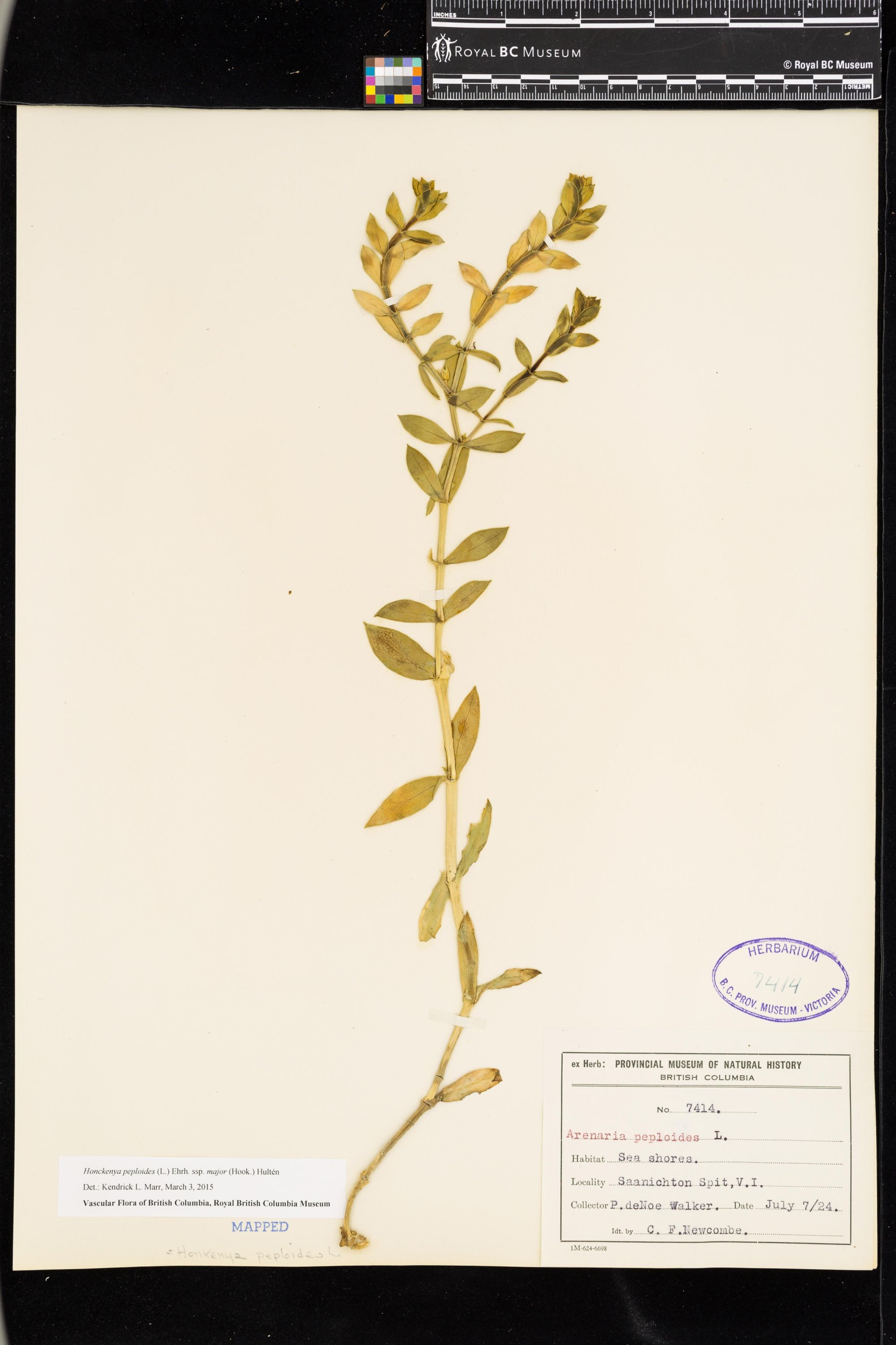 Image representing Honckenya peploides ssp. major.