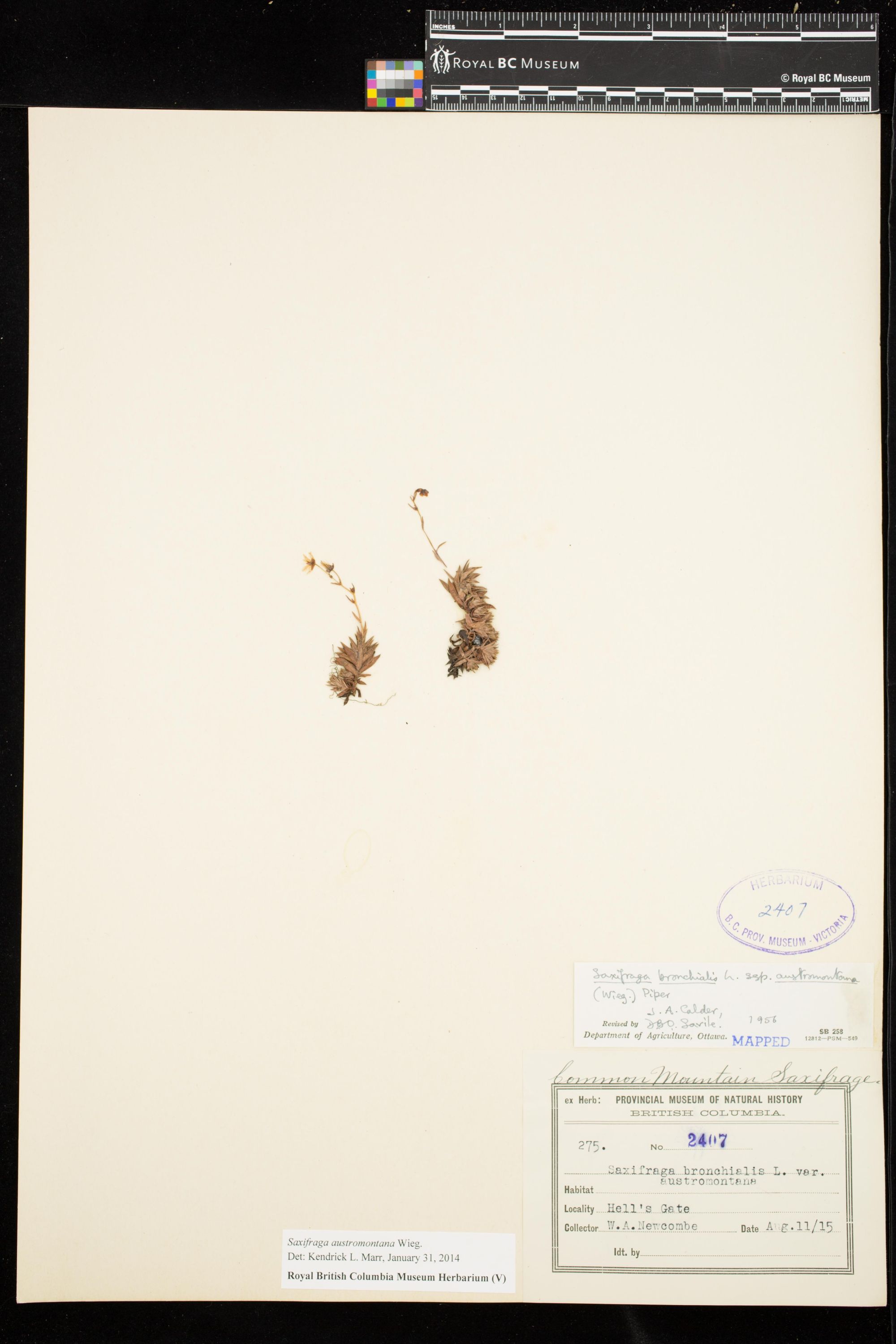 Image representing Saxifraga austromontana.