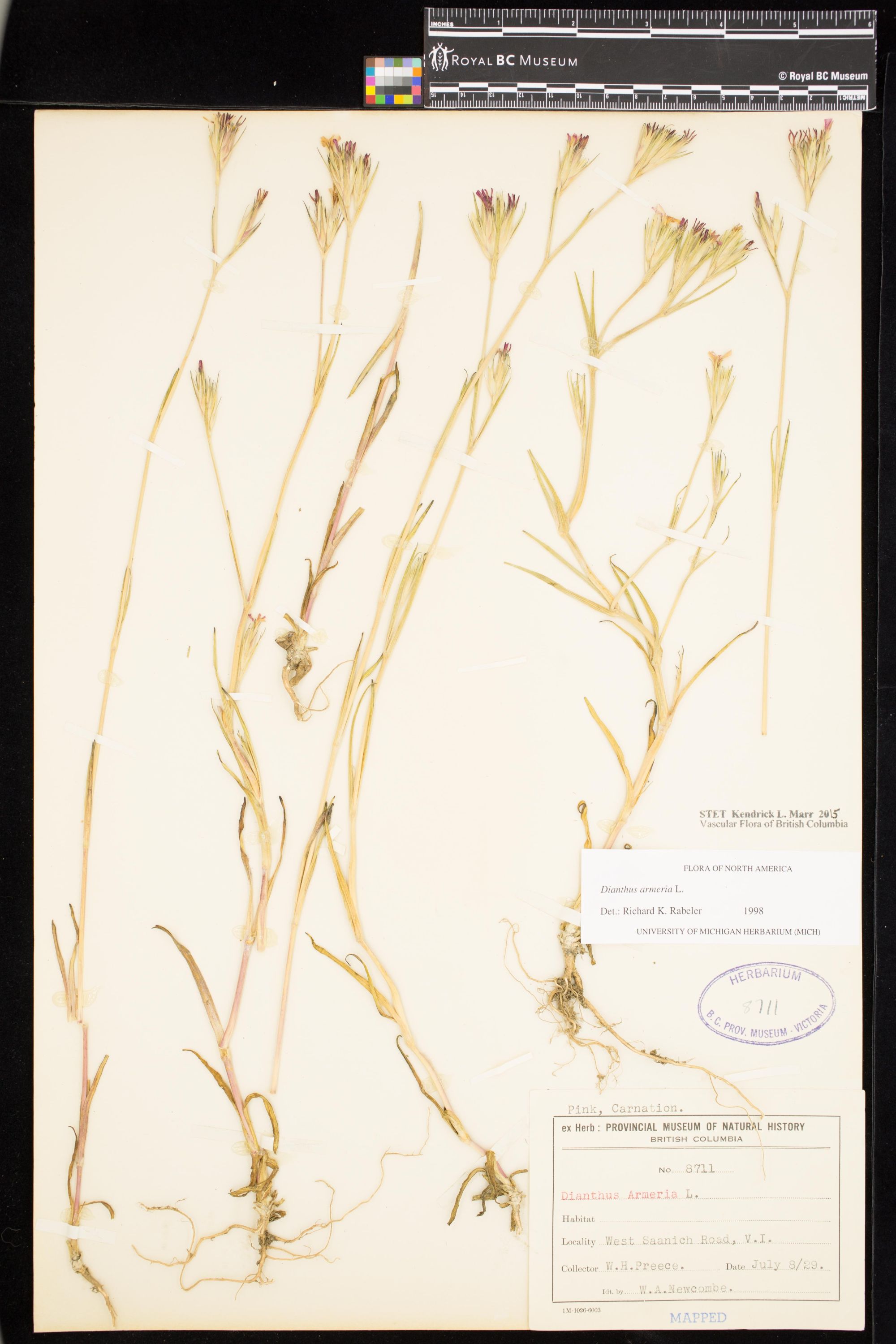 Image representing Dianthus armeria.