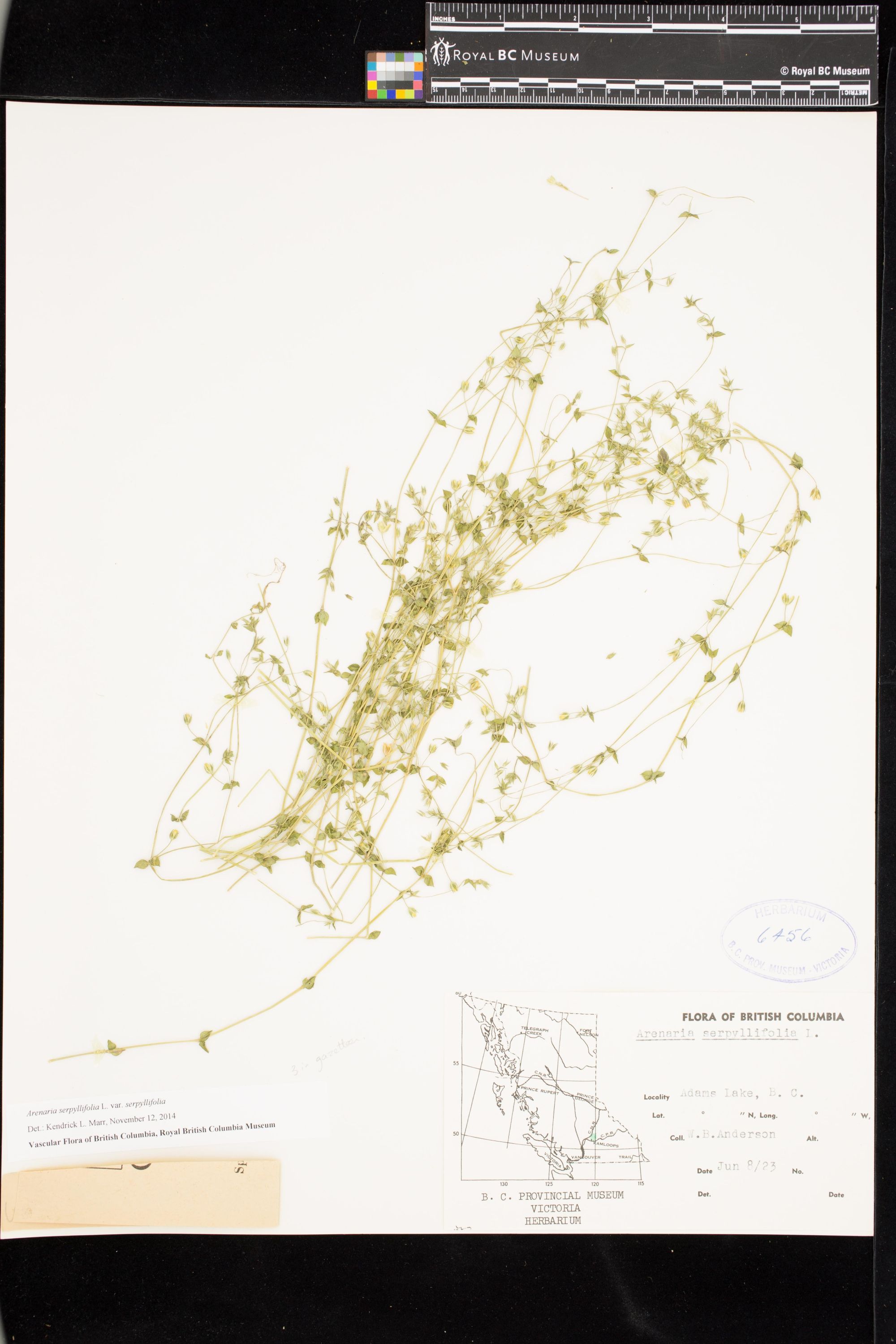 Image representing Arenaria serpyllifolia var. serpyllifolia.