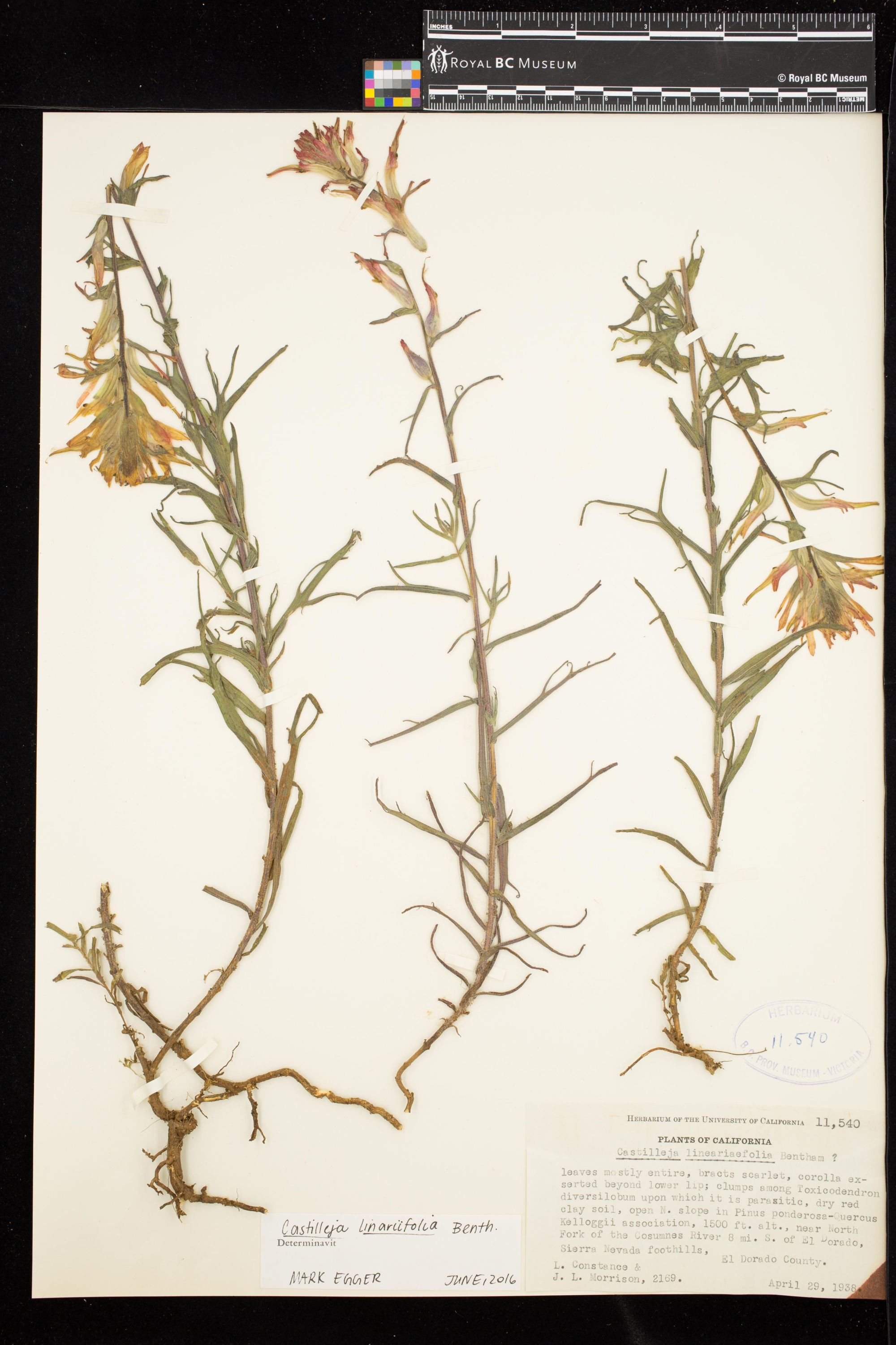 Image representing Castilleja linariifolia.