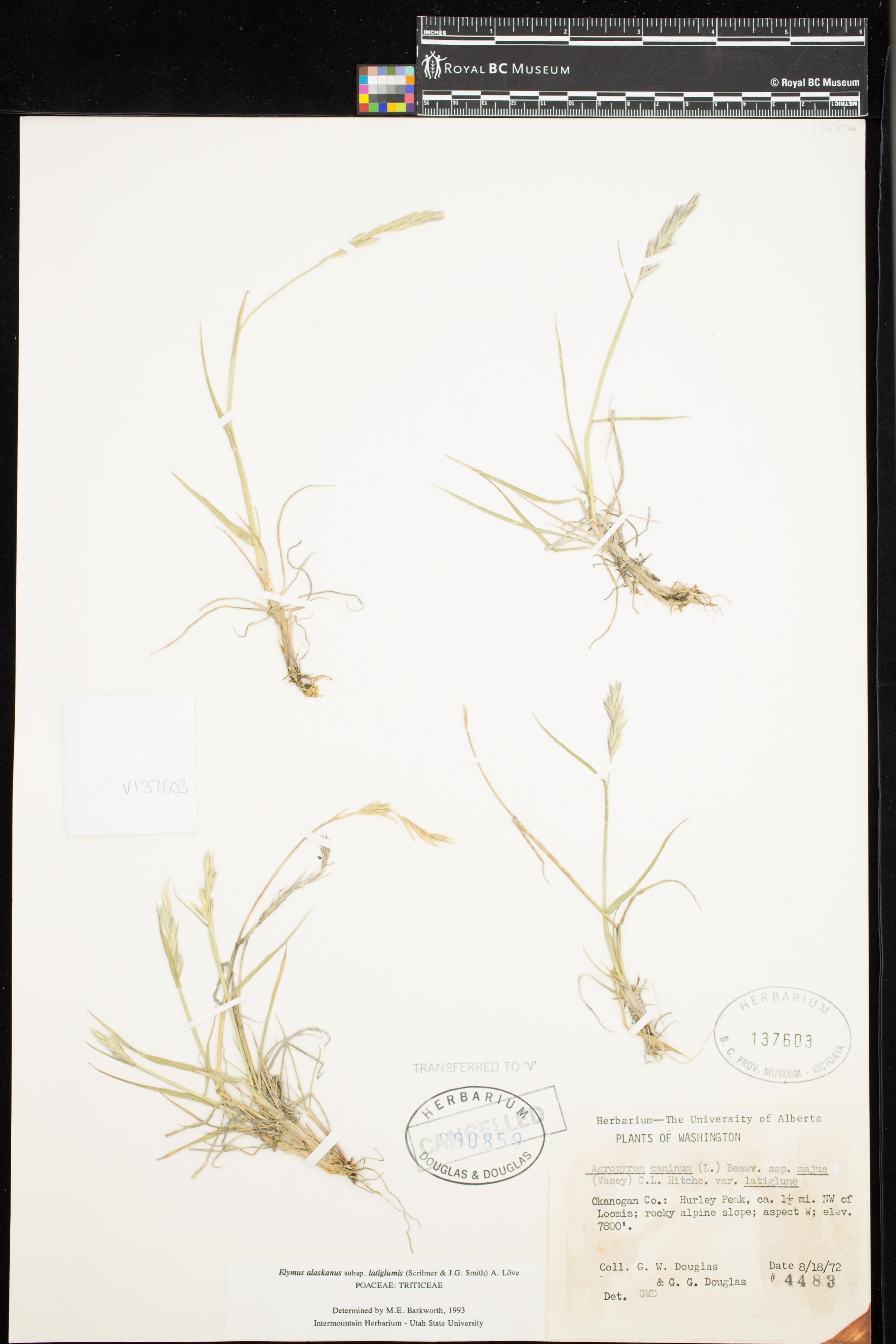 Image representing Elymus alaskanus ssp. latiglumis.