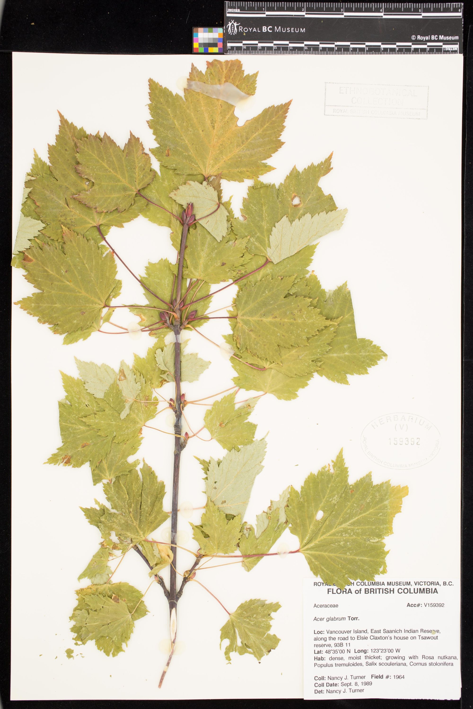 Image representing Acer glabrum.