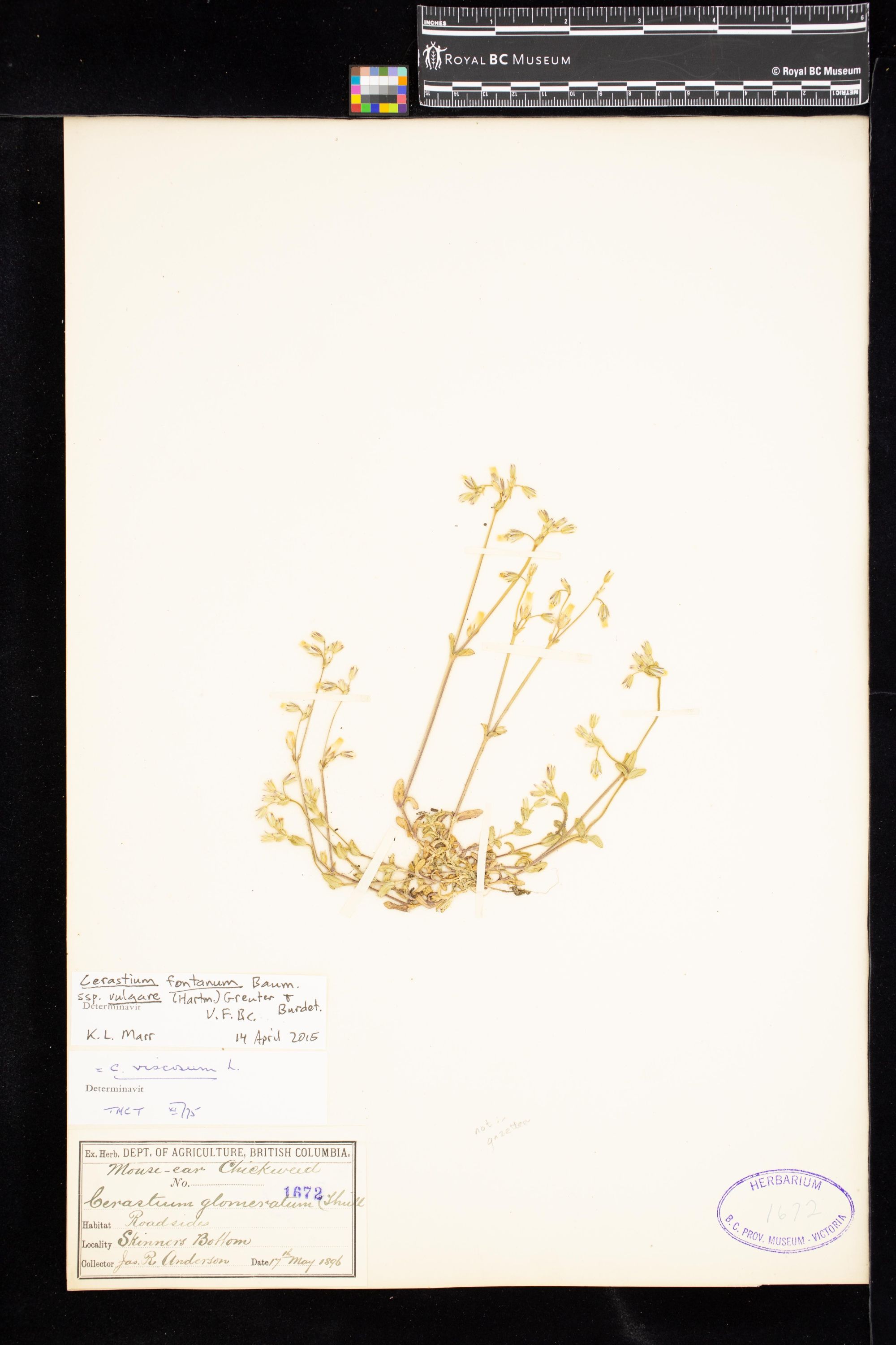 Image représentant Cerastium fontanum ssp. vulgare