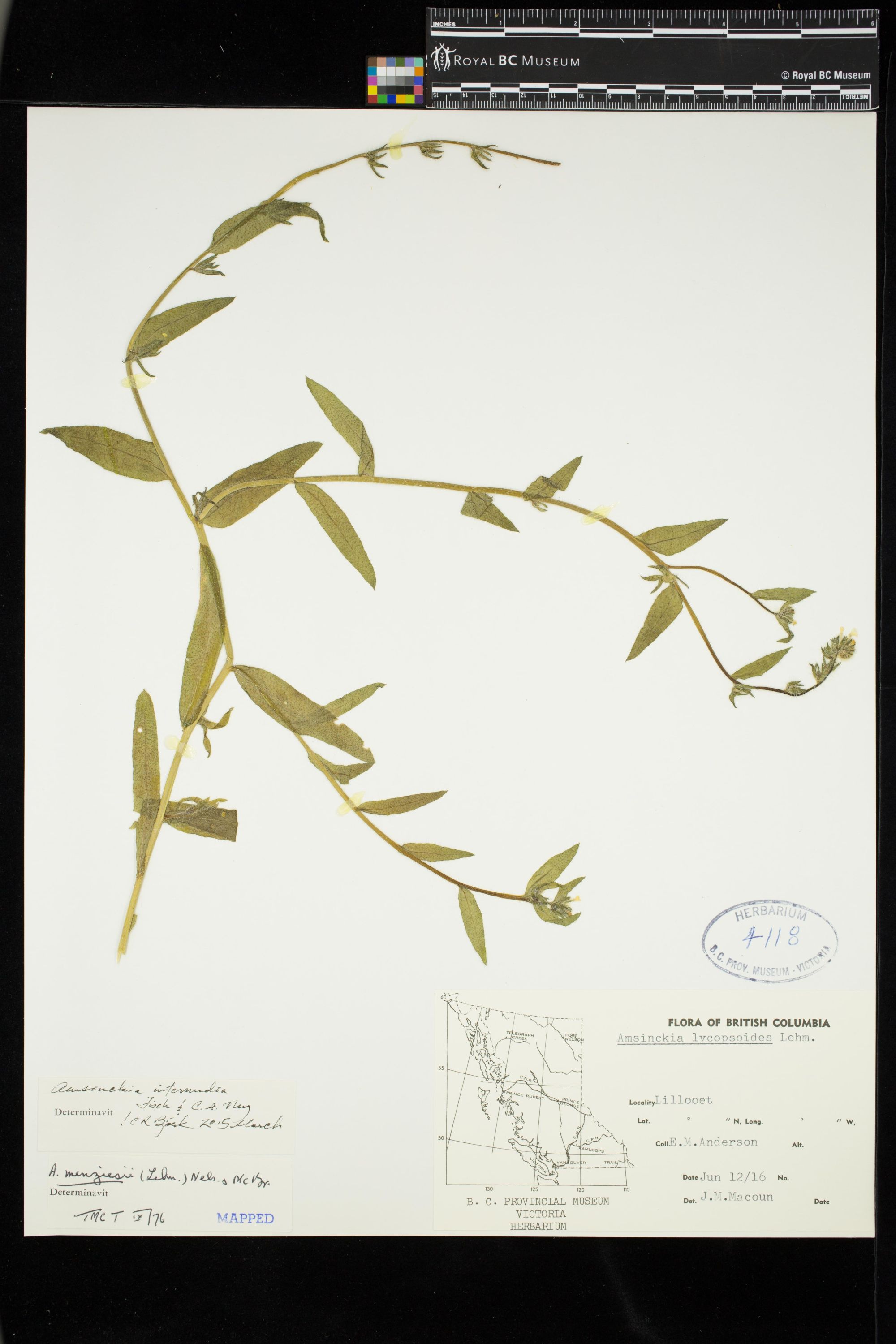 Image representing Amsinckia intermedia.