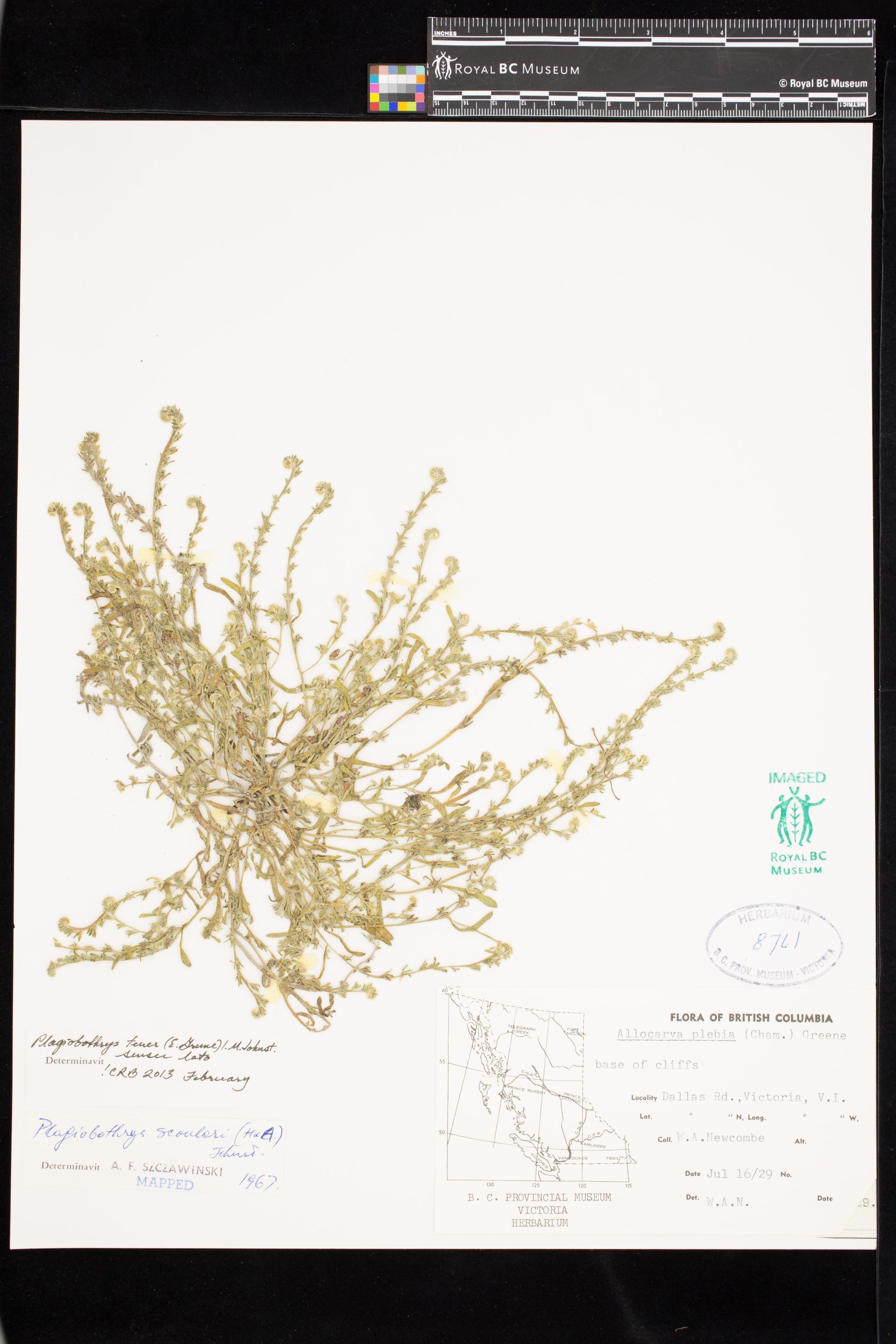 Image representing Plagiobothrys tener.