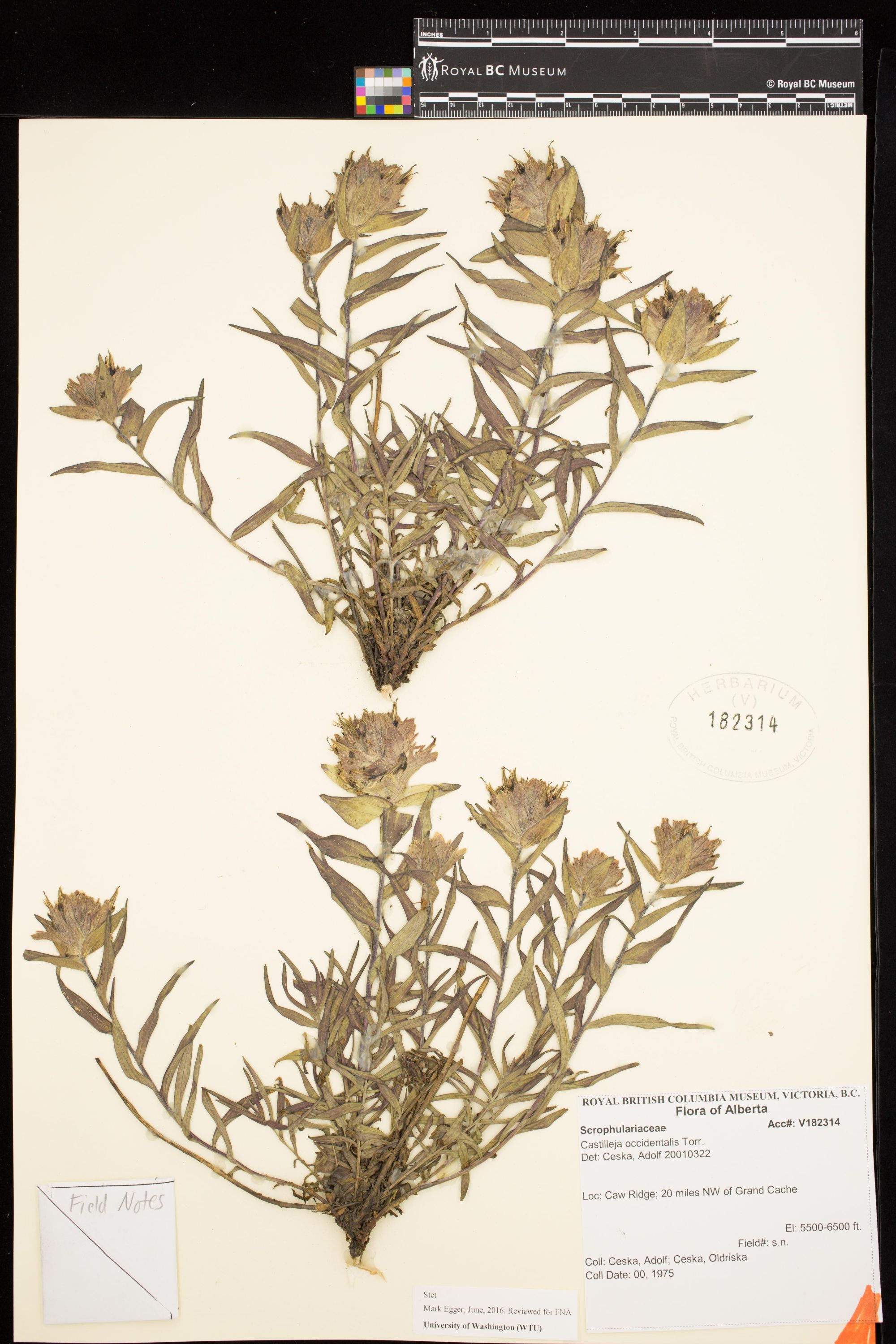 Image representing Castilleja occidentalis.