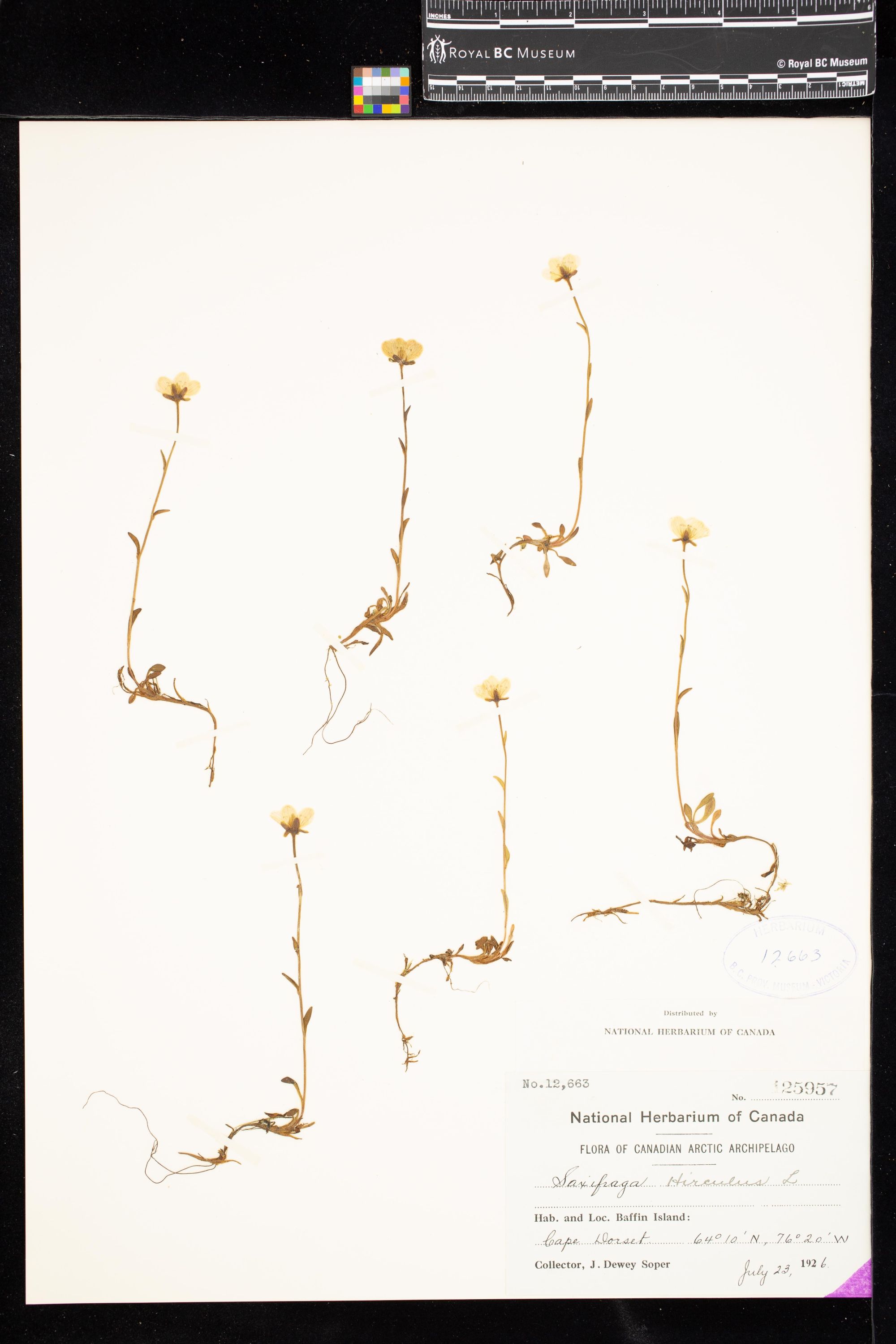 Image representing Saxifraga hirculus.