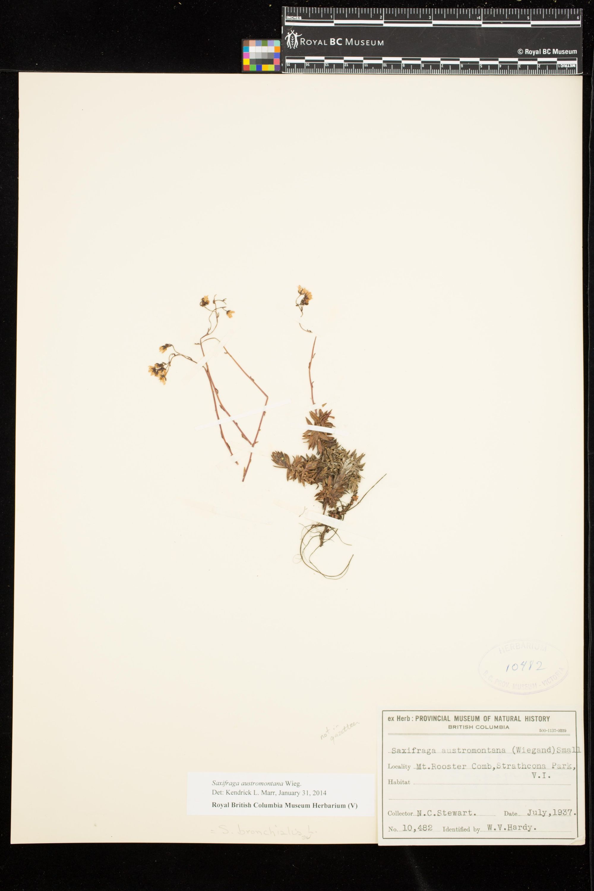 Image representing Saxifraga austromontana.