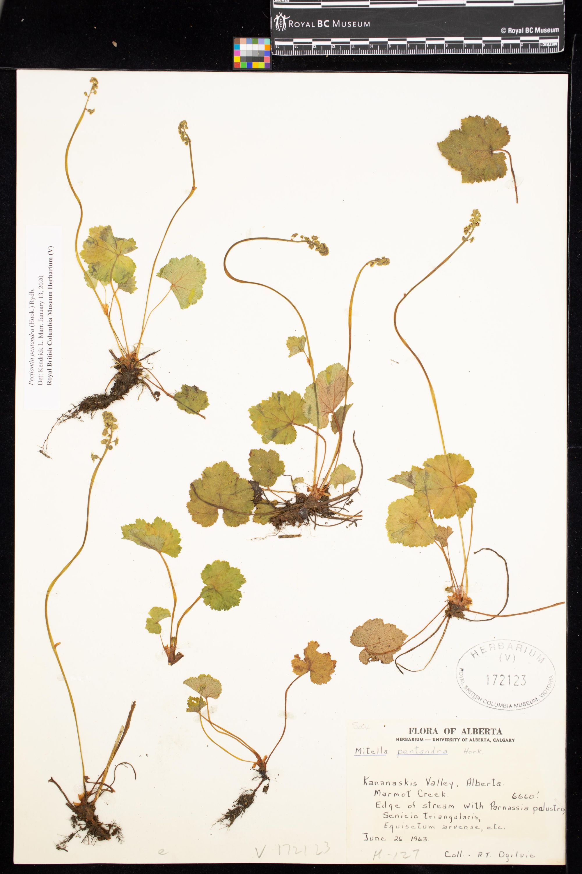 Image representing Pectiantia pentandra.