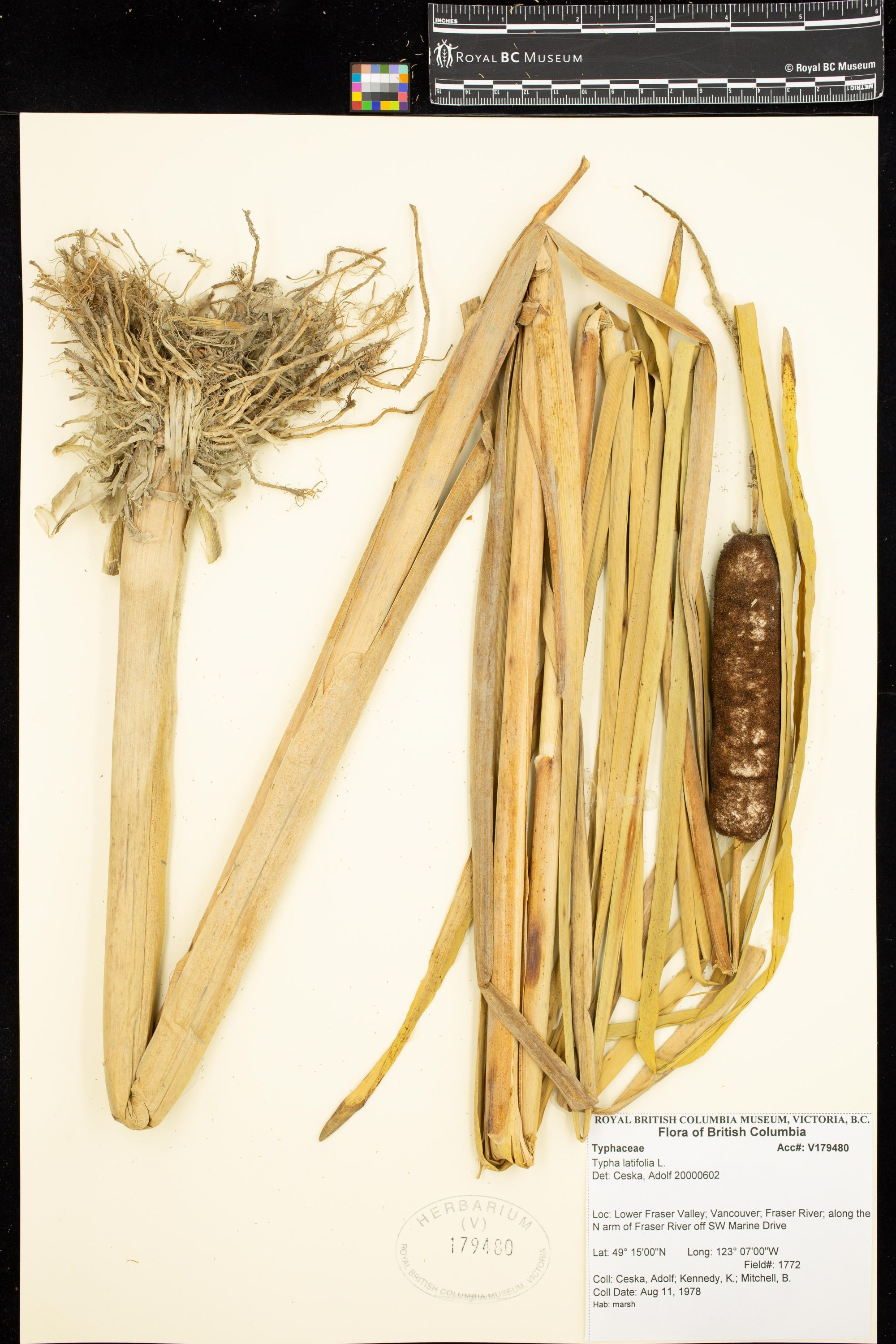 Image représentant Typha X glauca