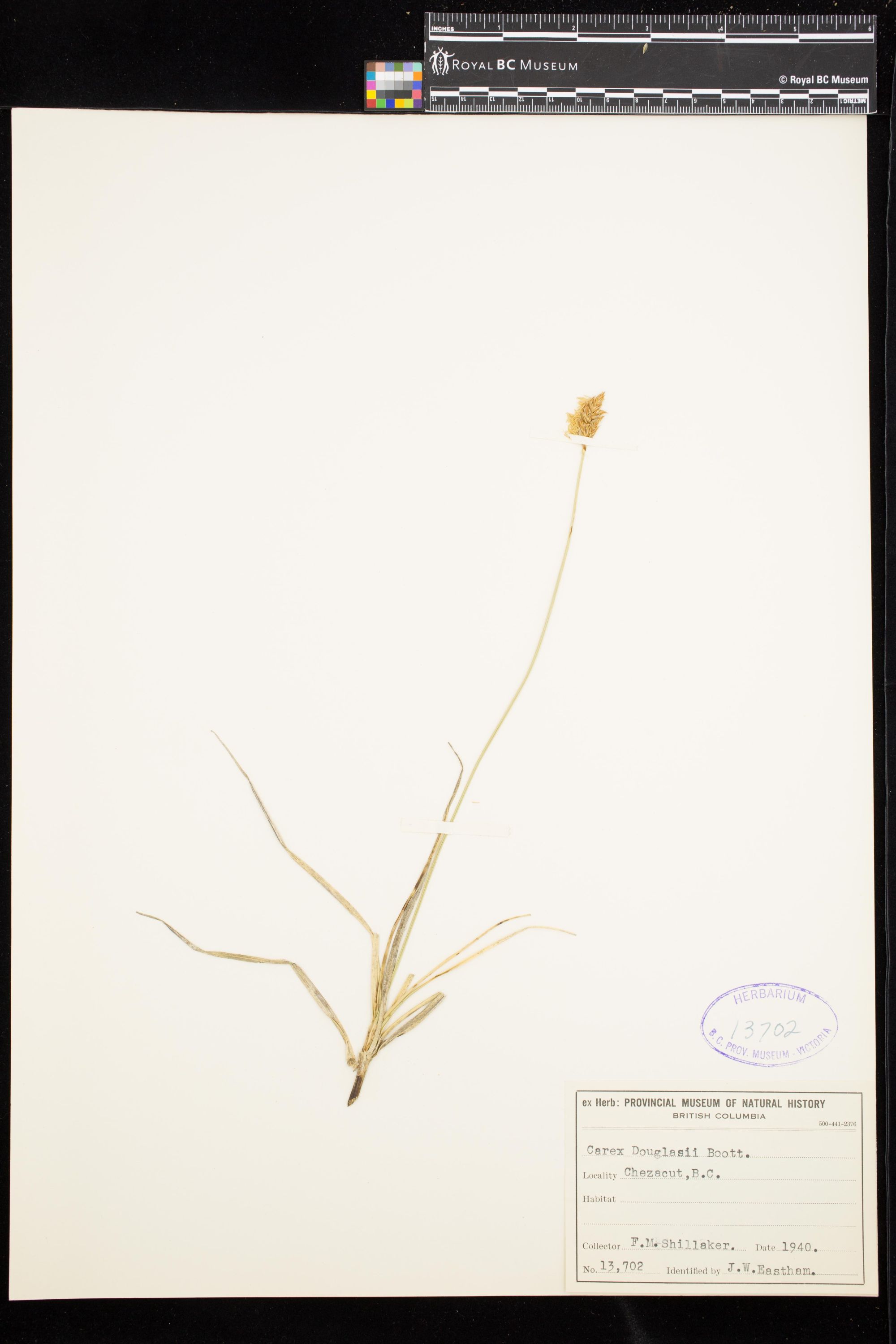 Image representing Carex douglasii.