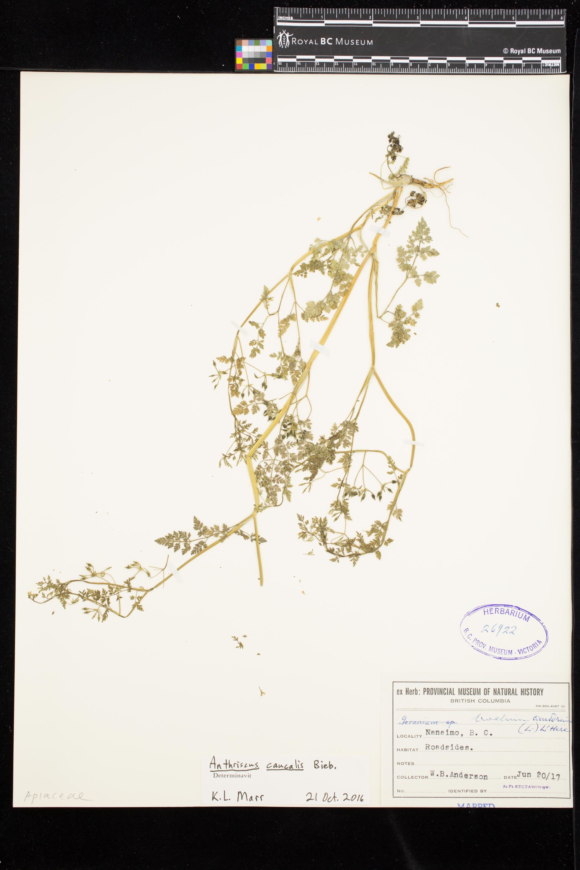 Image representing Anthriscus caucalis.