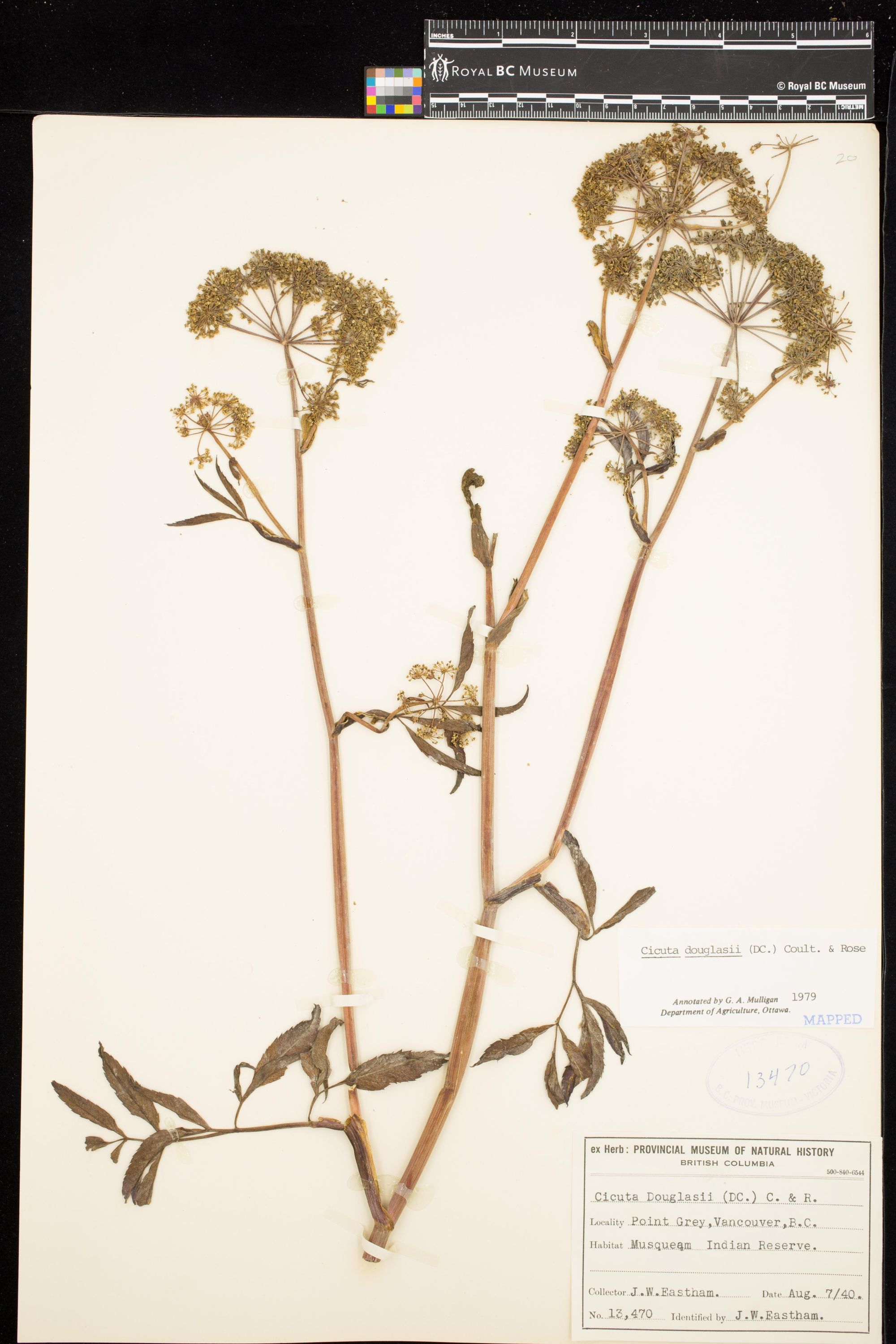 Image representing Cicuta douglasii.