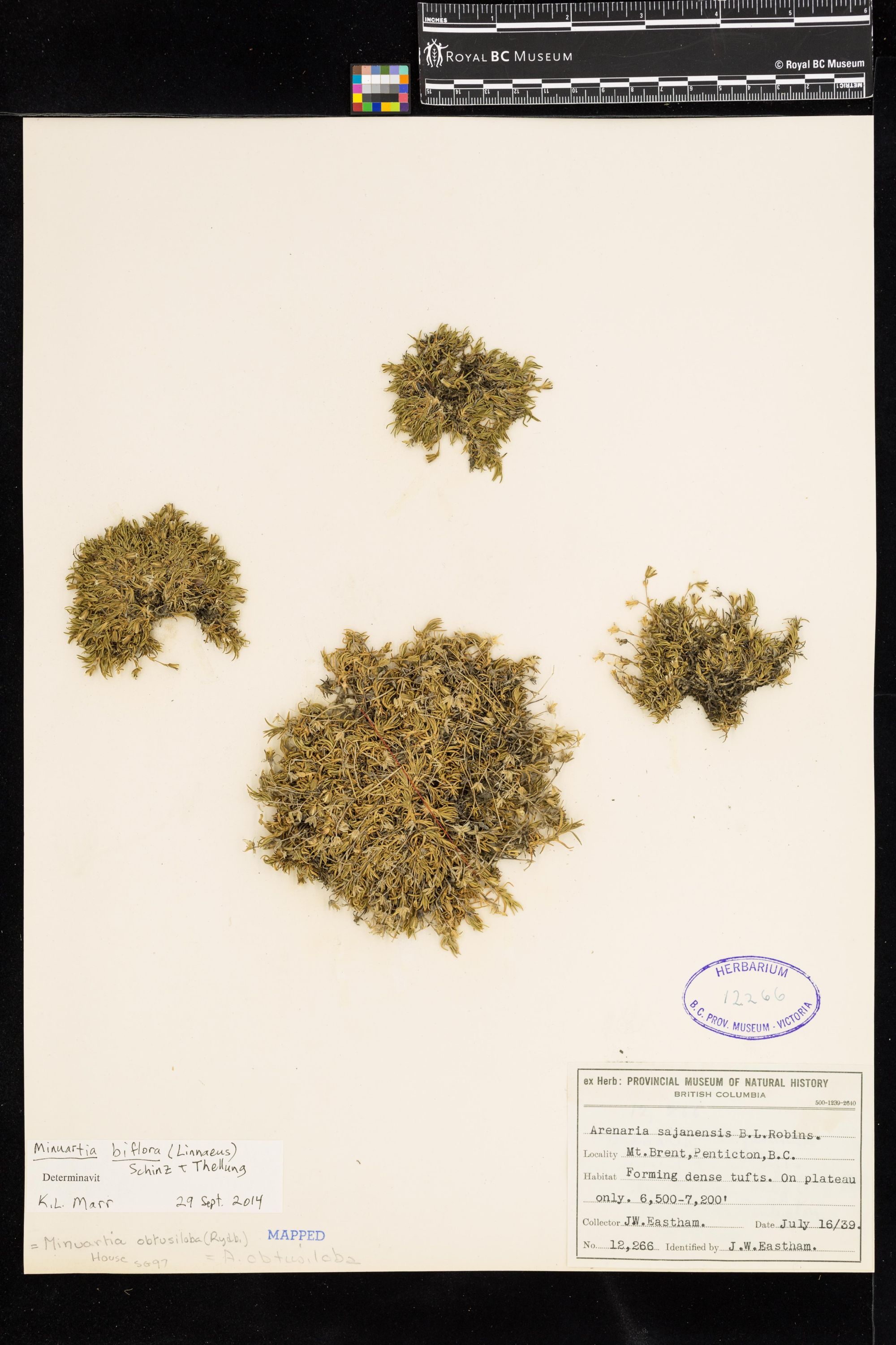 Image representing Minuartia biflora.