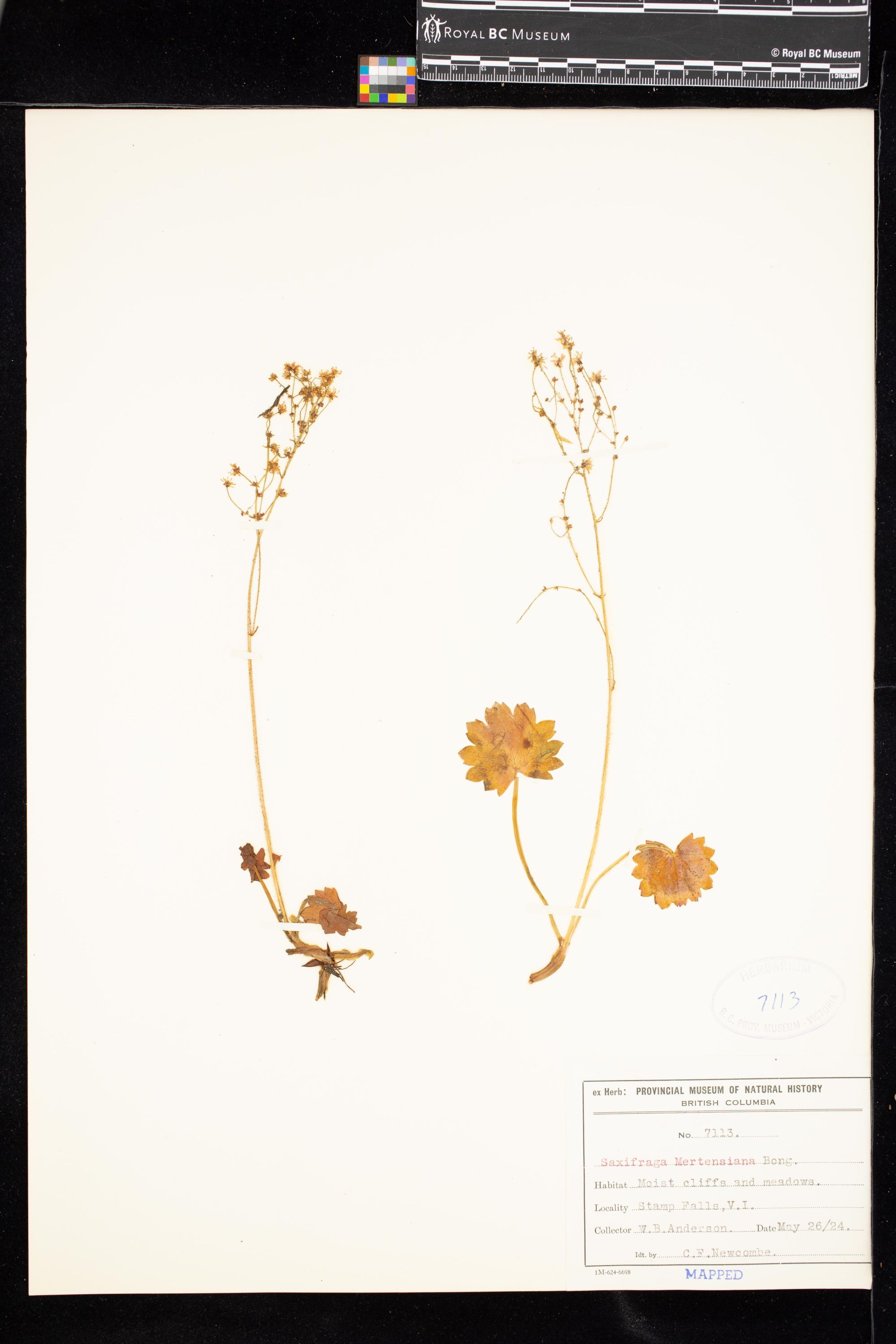 Image representing Saxifraga mertensiana.