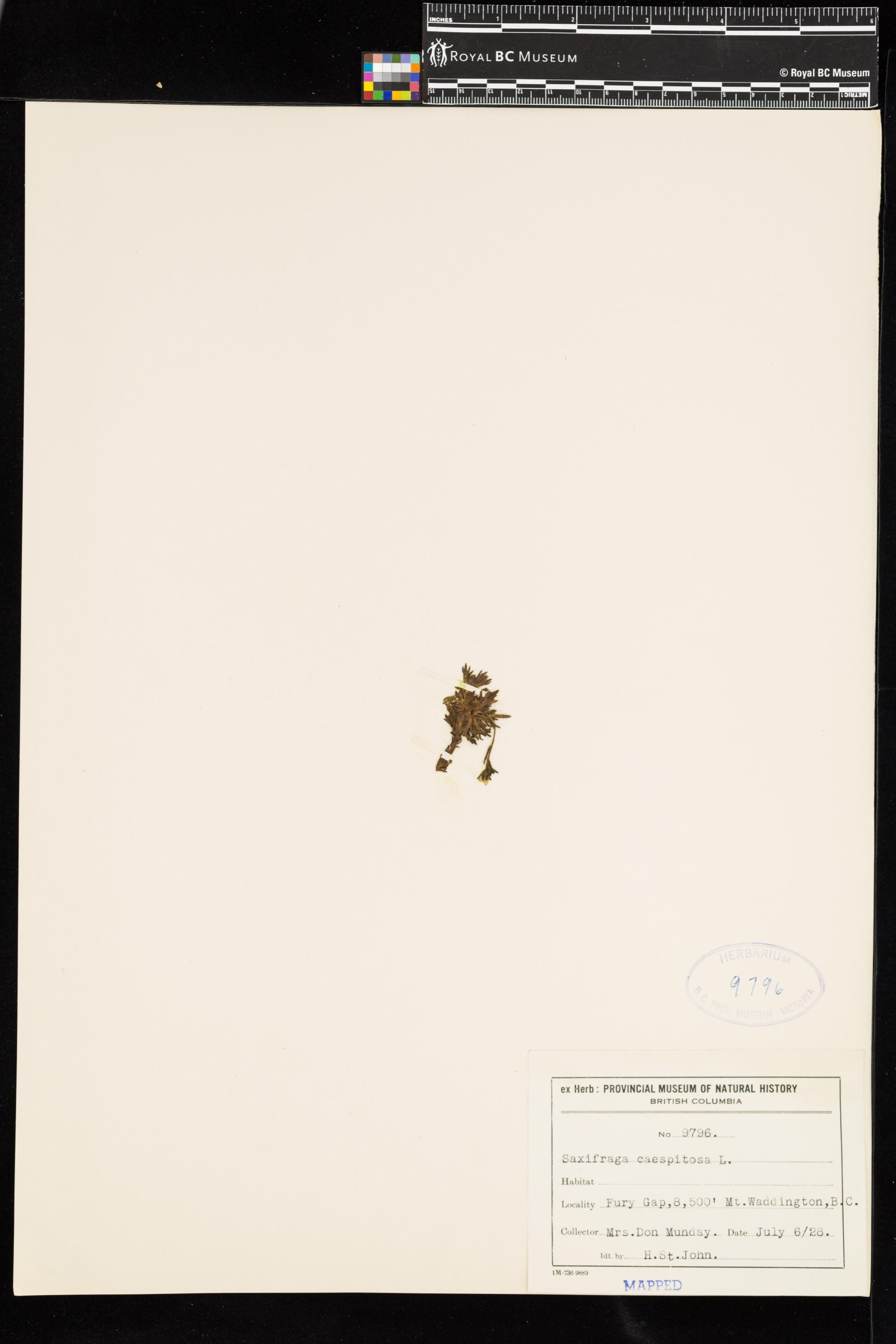 Image representing Saxifraga caespitosa.