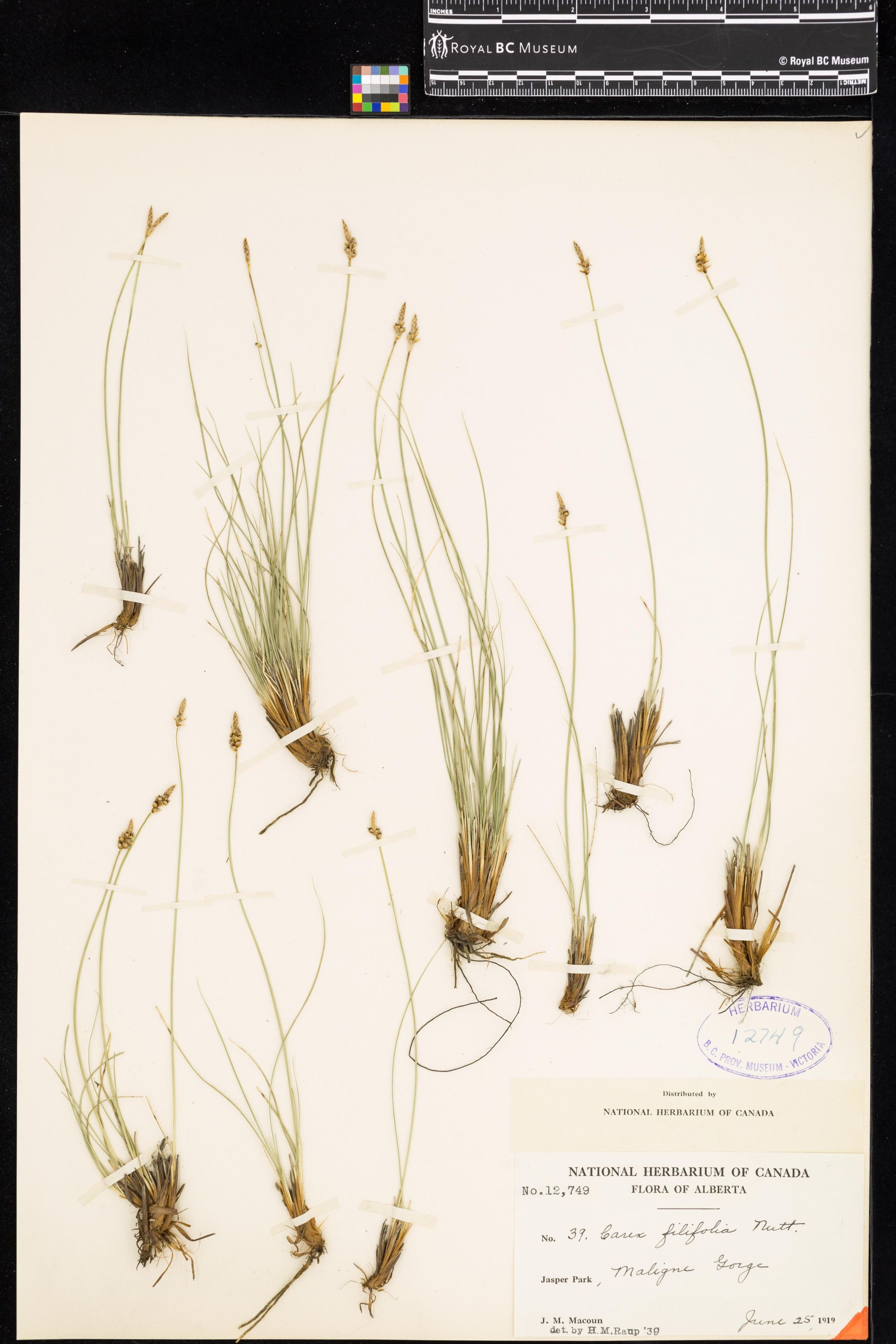 Image representing Carex filifolia.