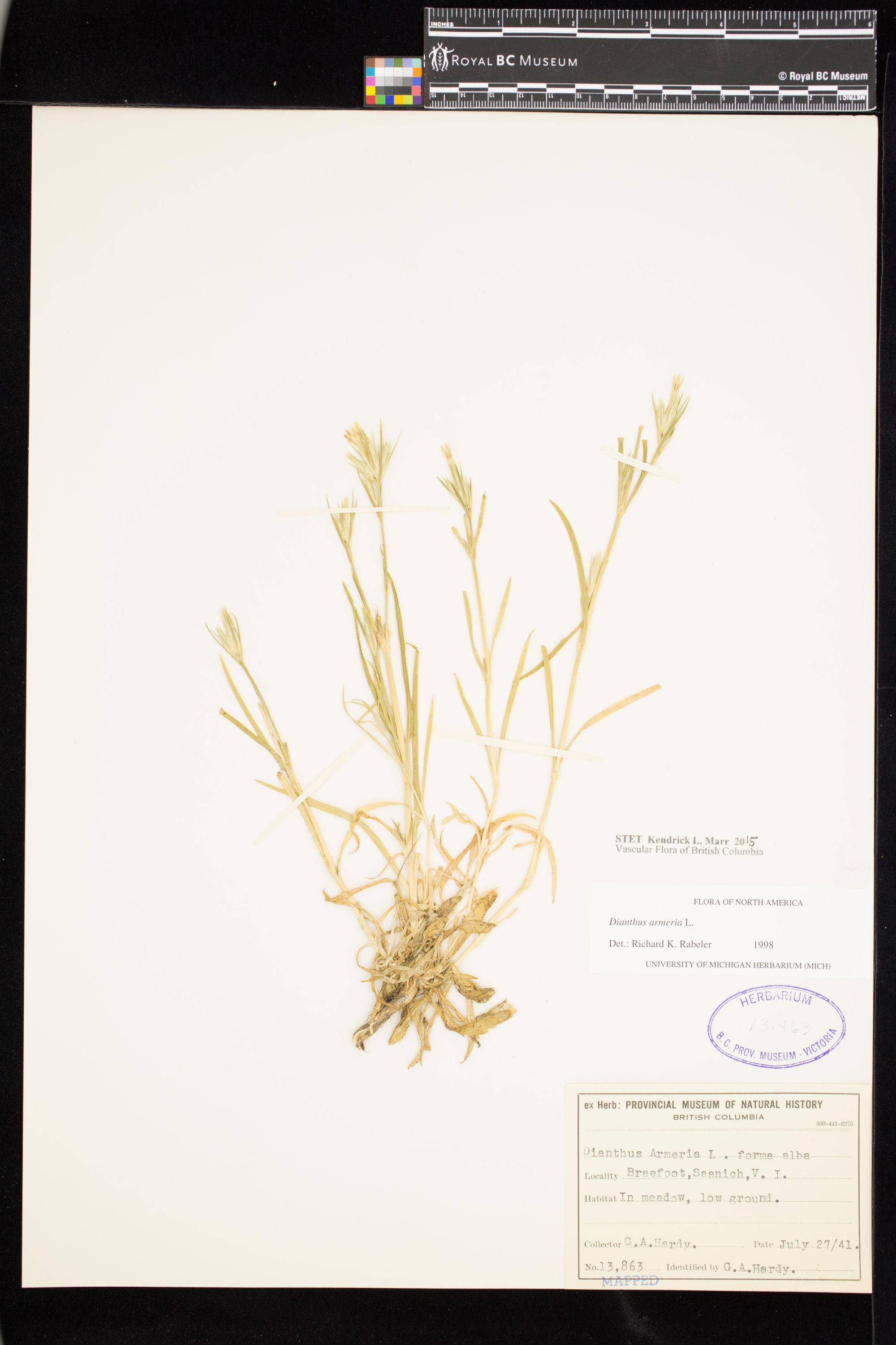 Image representing Dianthus armeria.