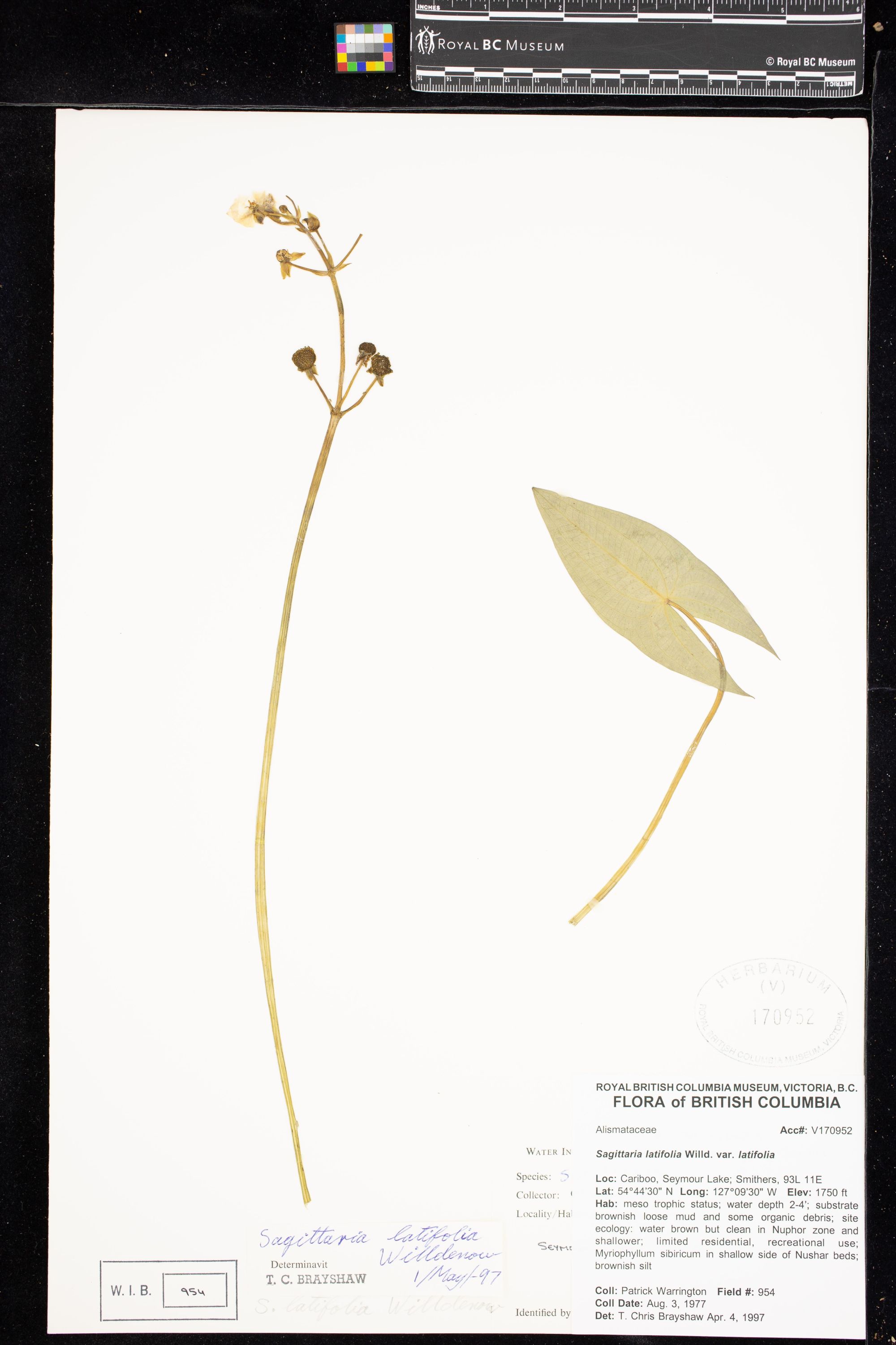 Image representing Sagittaria latifolia var. latifolia.
