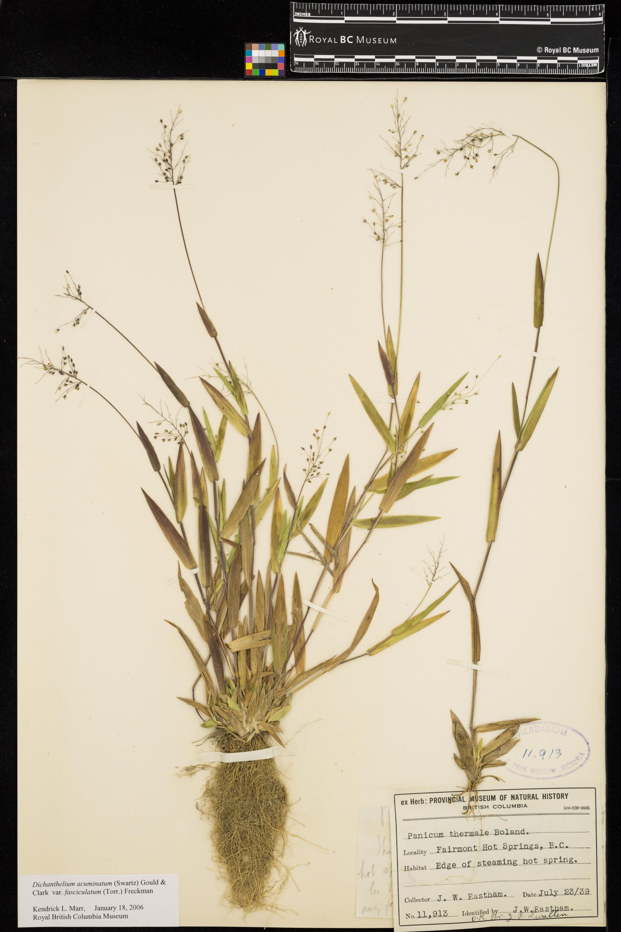 Image representing Dichanthelium acuminatum var. fasciculatum.