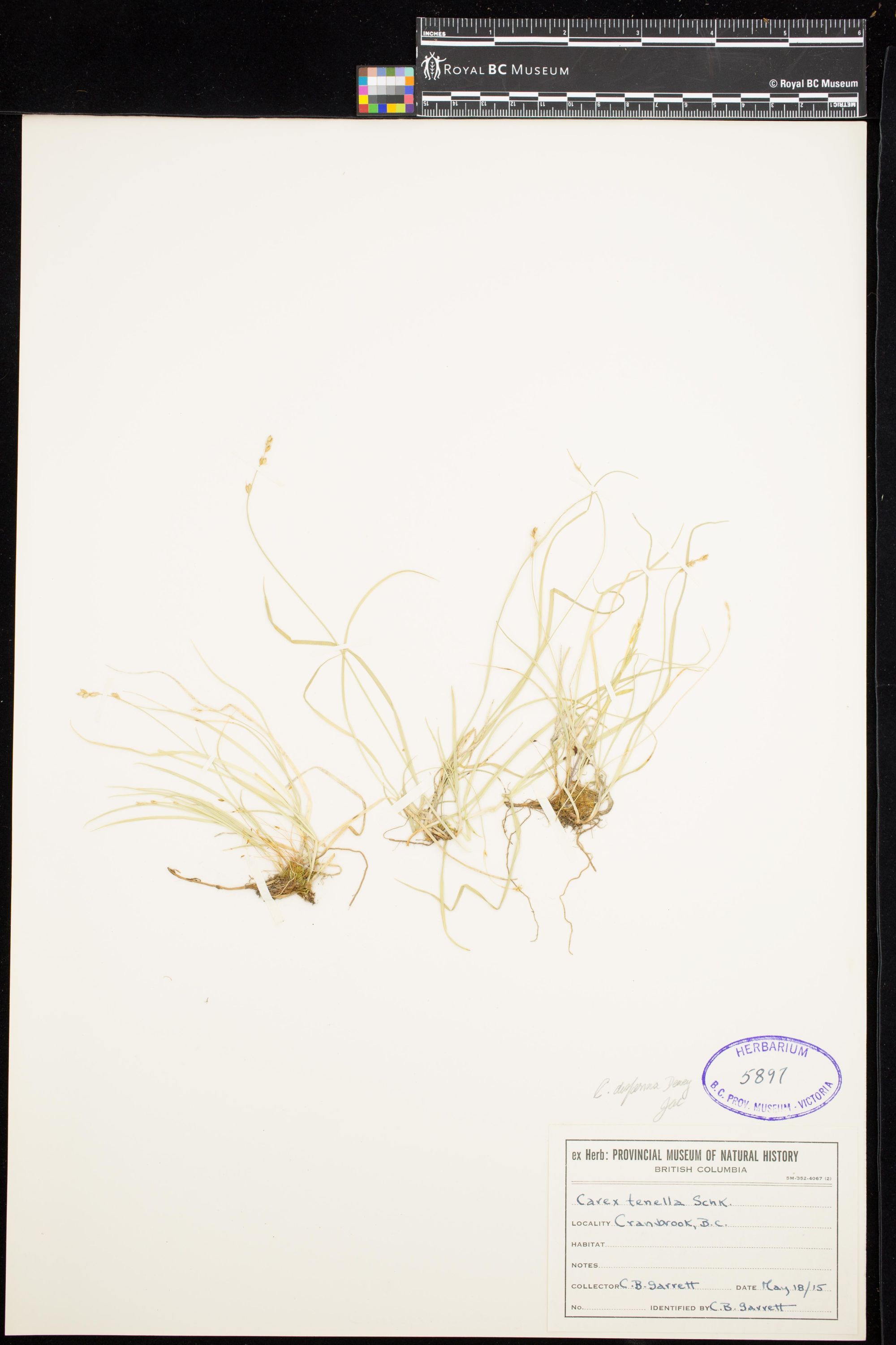 Image representing Carex disperma.