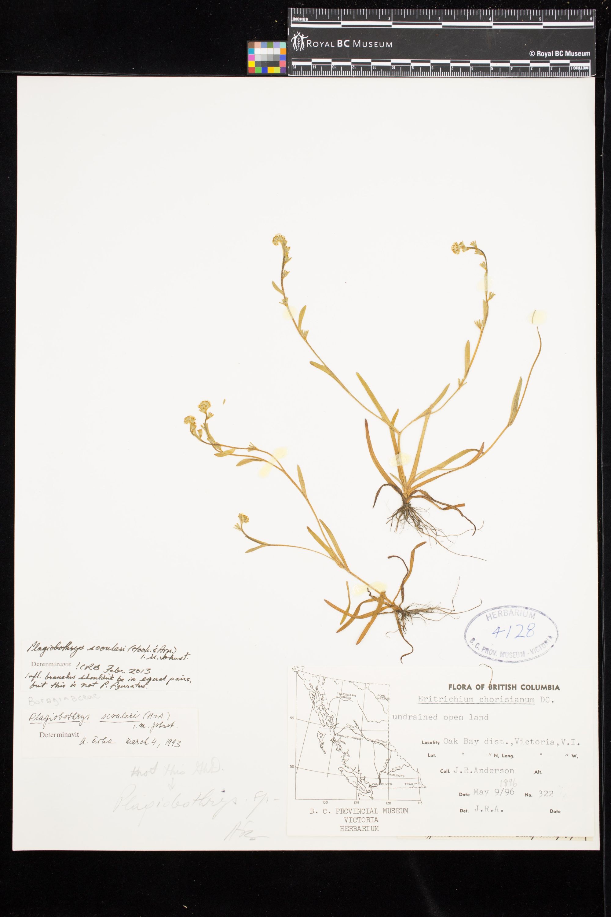 Image representing Plagiobothrys scouleri.