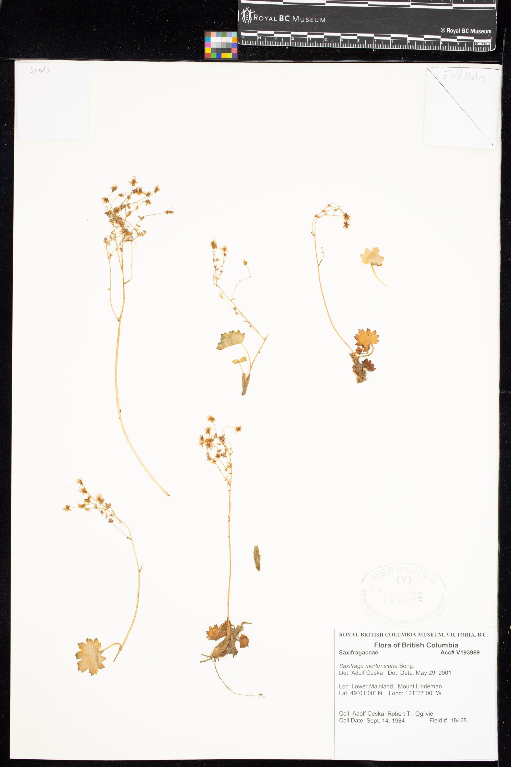 Image representing Saxifraga mertensiana.