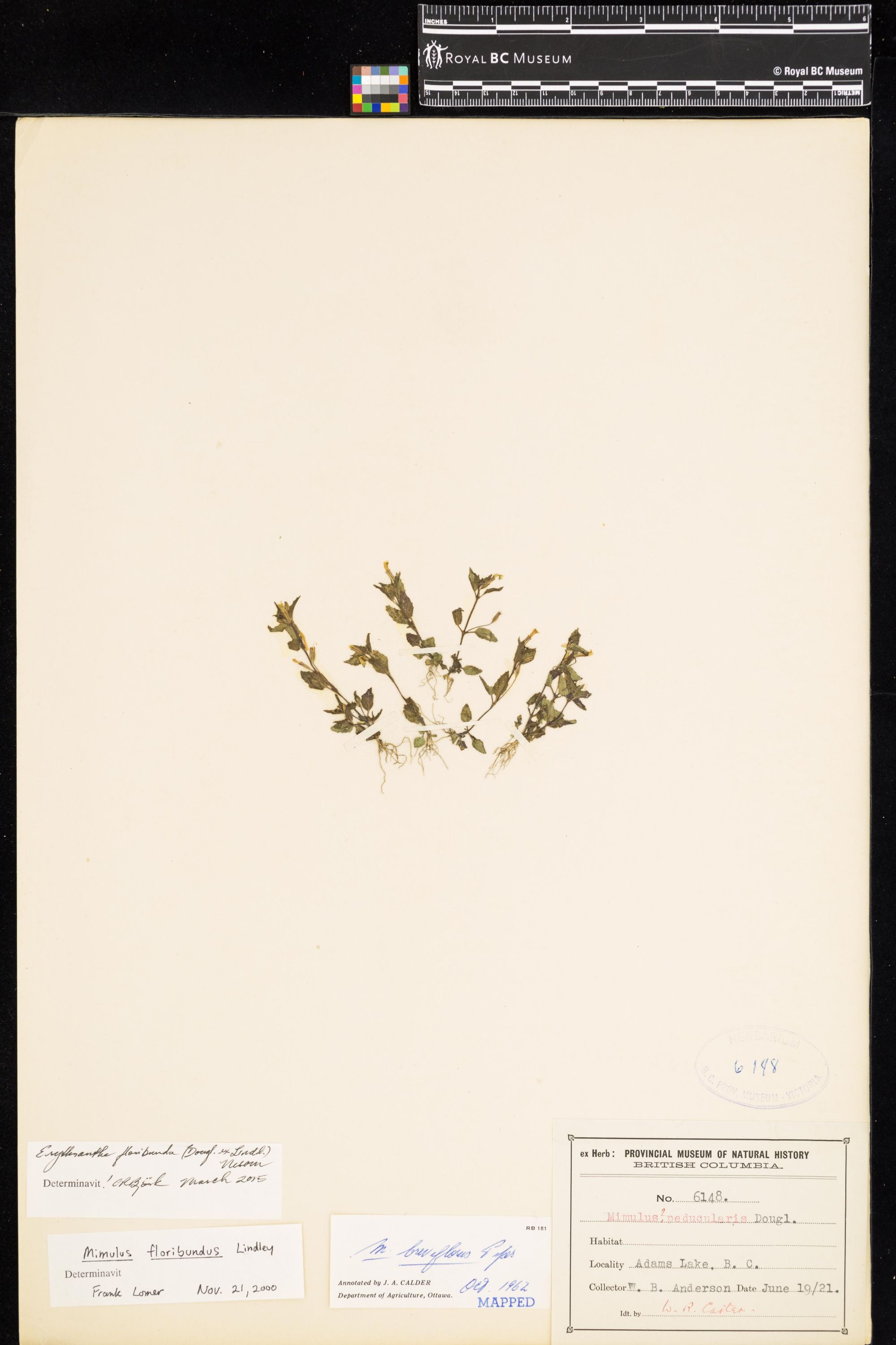 Image representing Erythranthe floribunda.