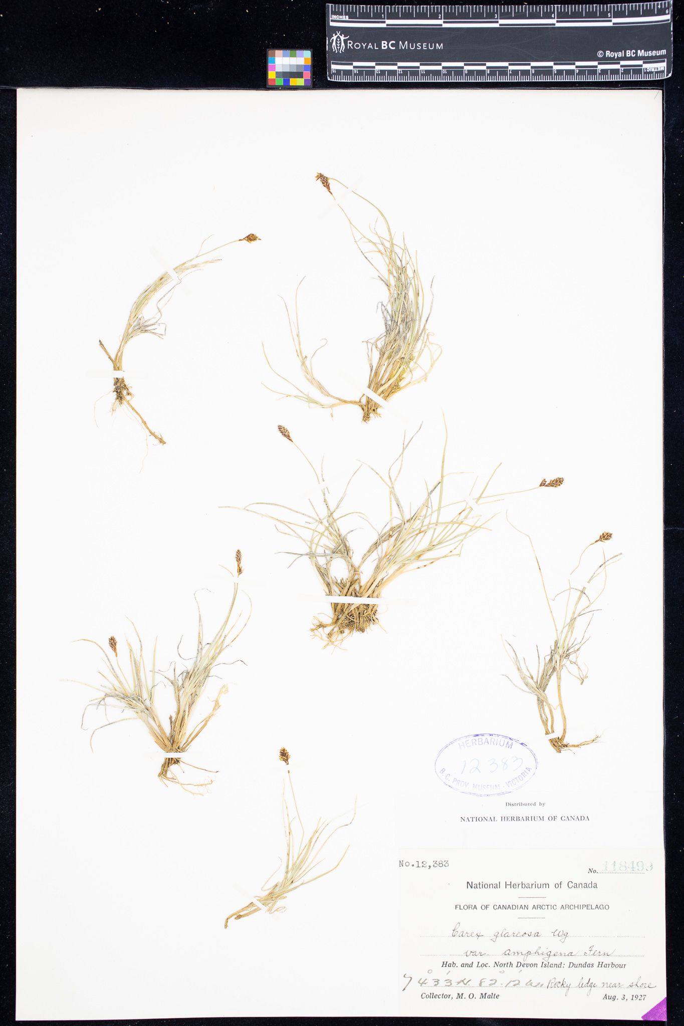 Image representing Carex glareosa var. amphigena.