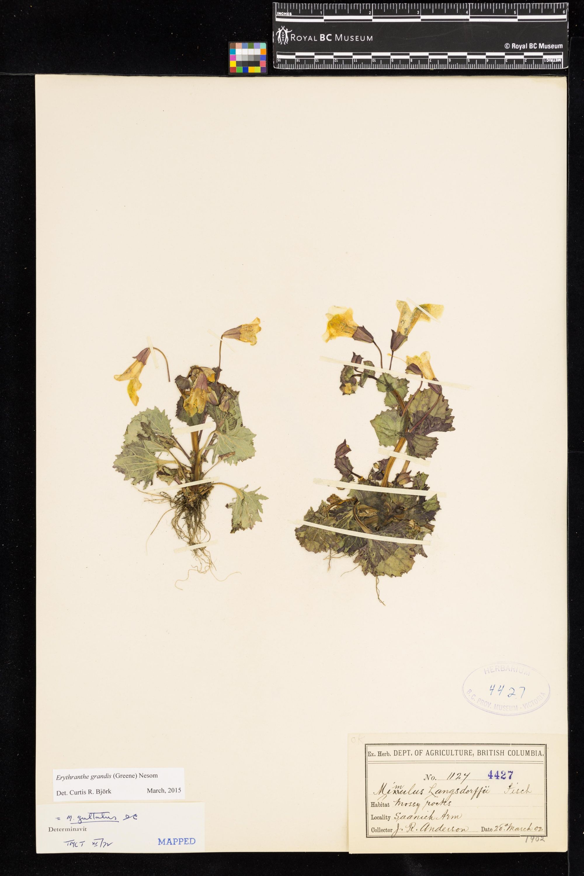 Image representing Erythranthe grandis.