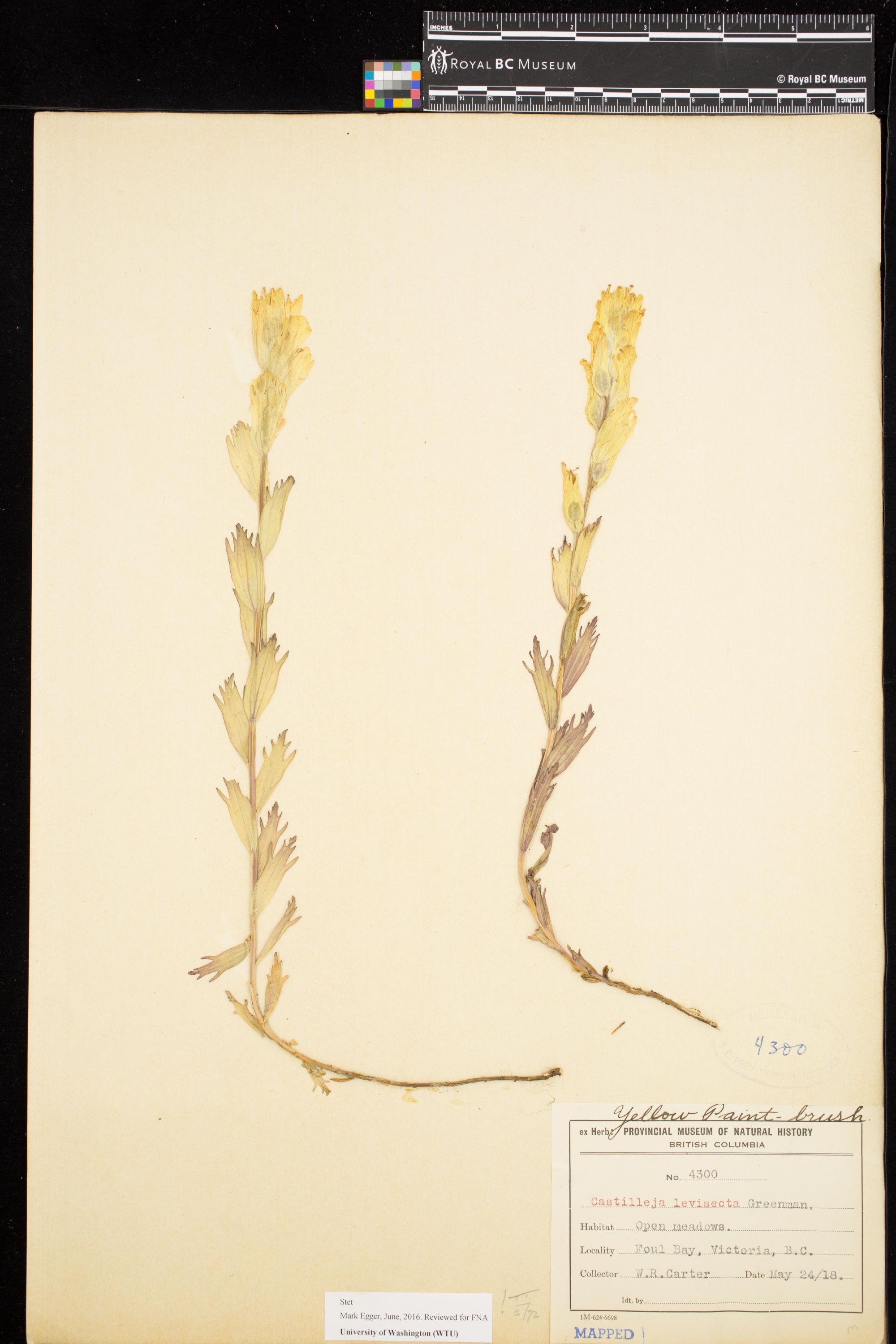 Image representing Castilleja levisecta.