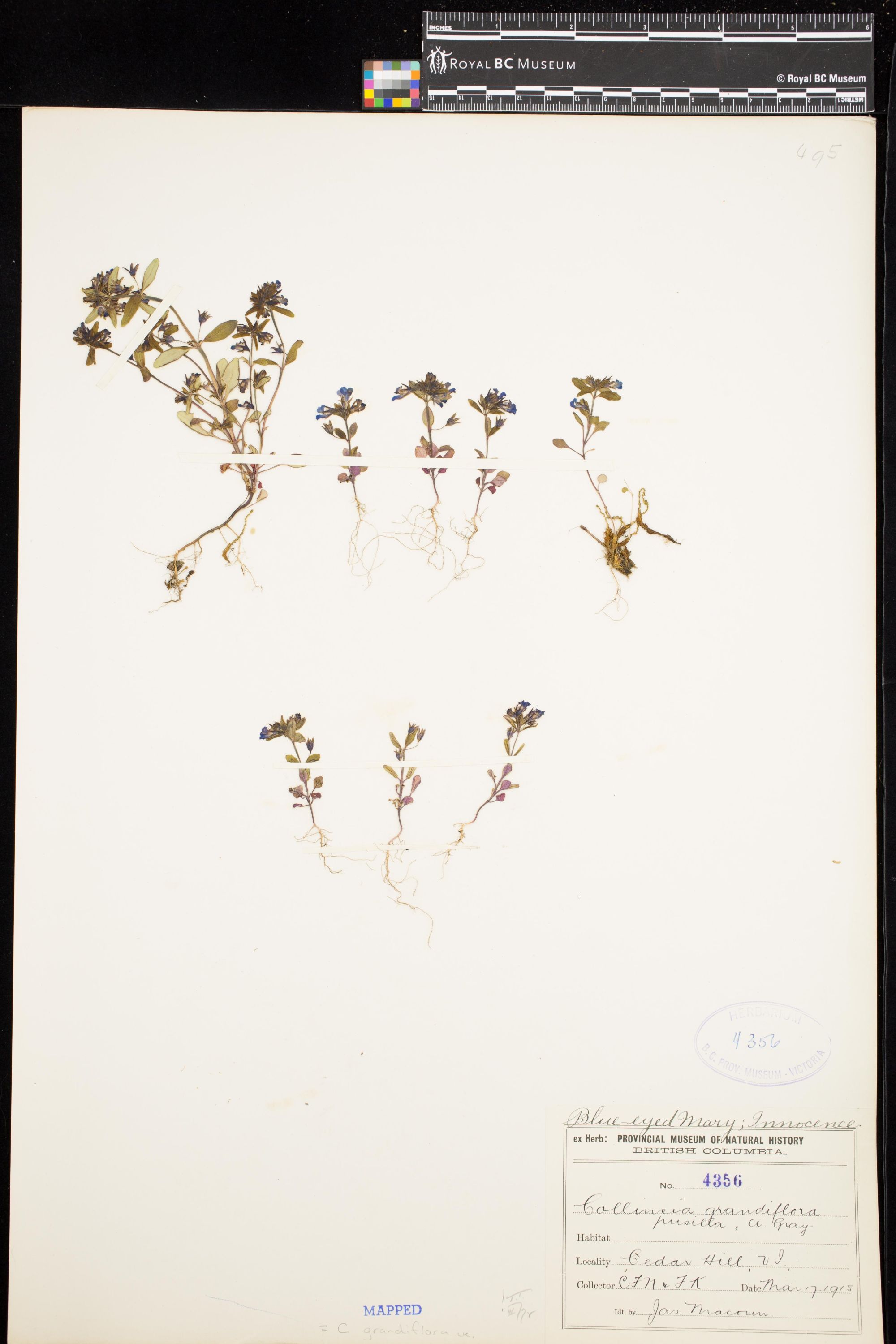 Image representing Collinsia grandiflora.