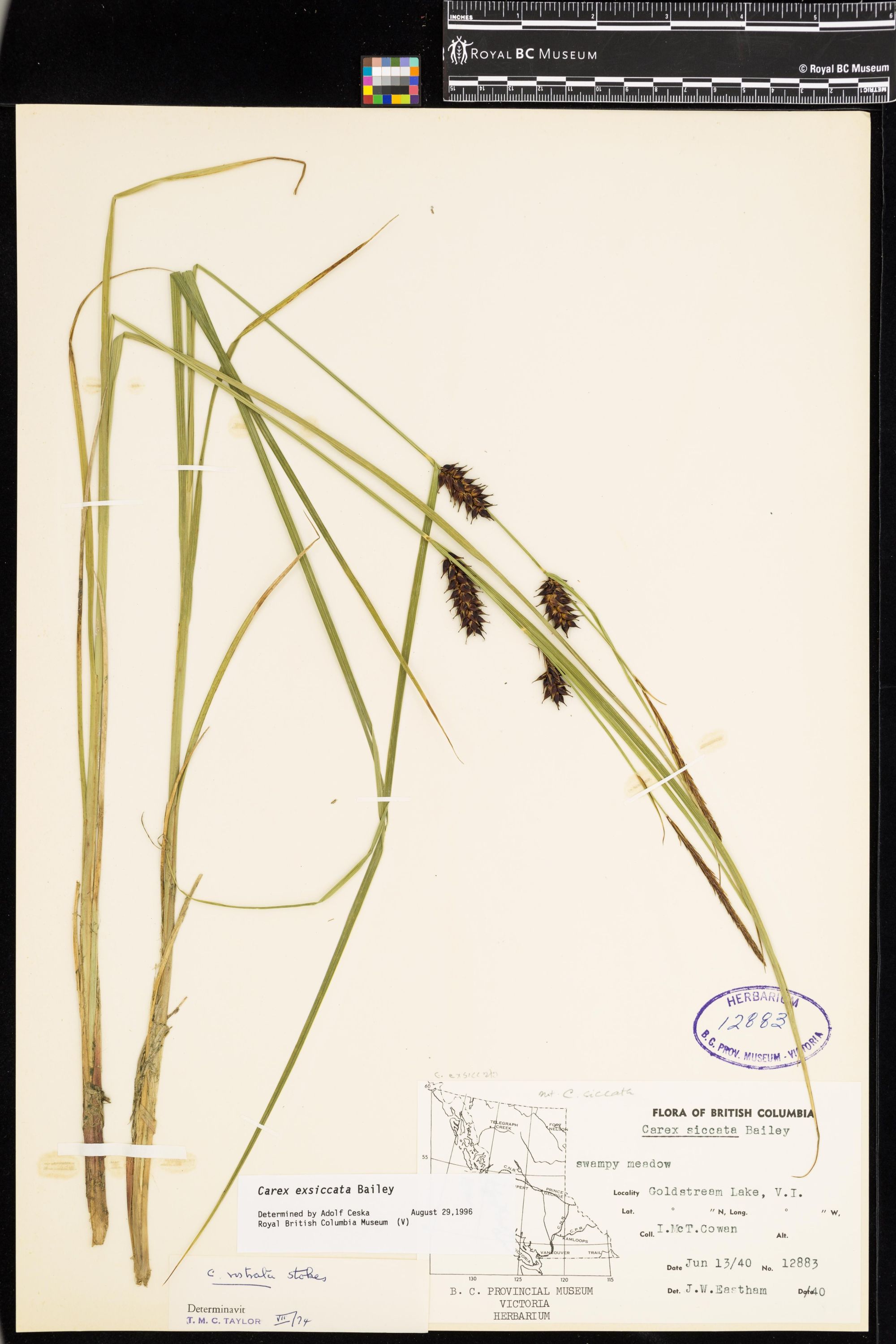 Image representing Carex exsiccata.