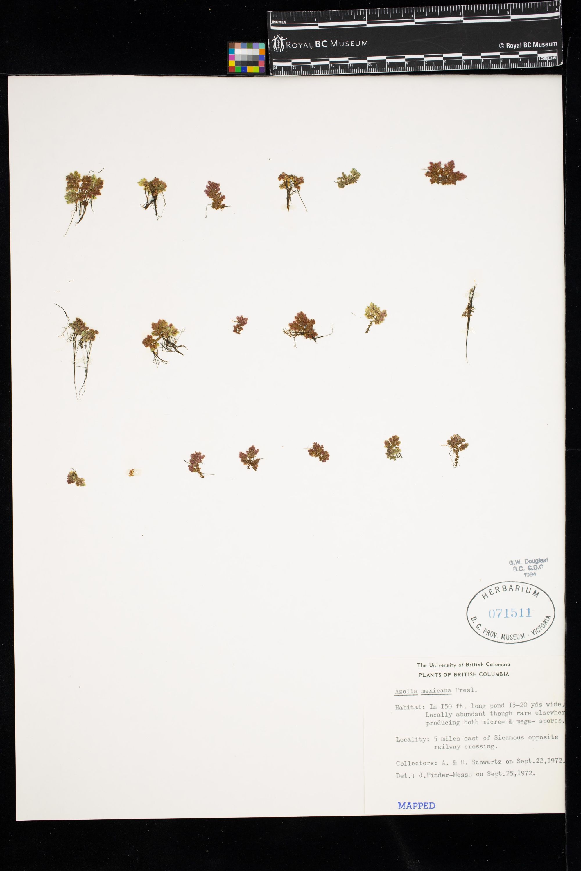 Image representing Azolla mexicana.