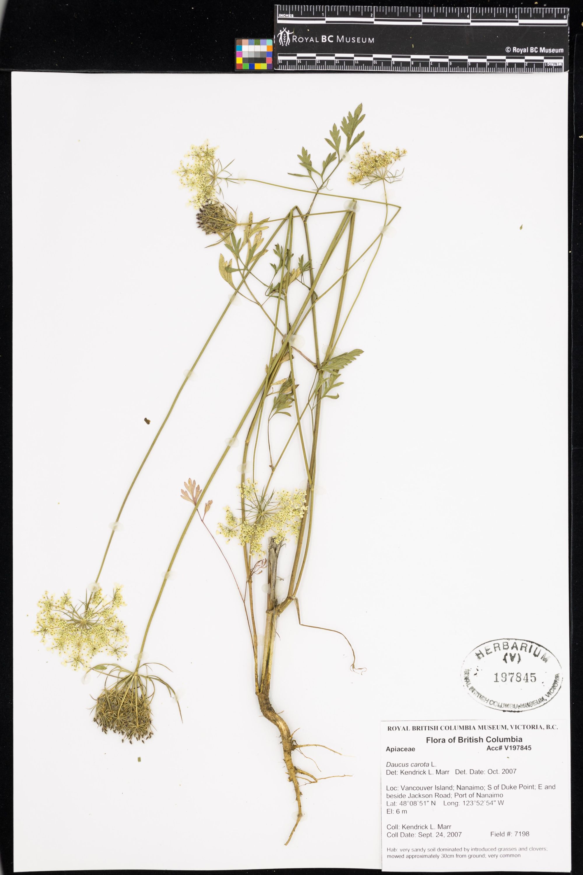 Image representing Daucus carota.