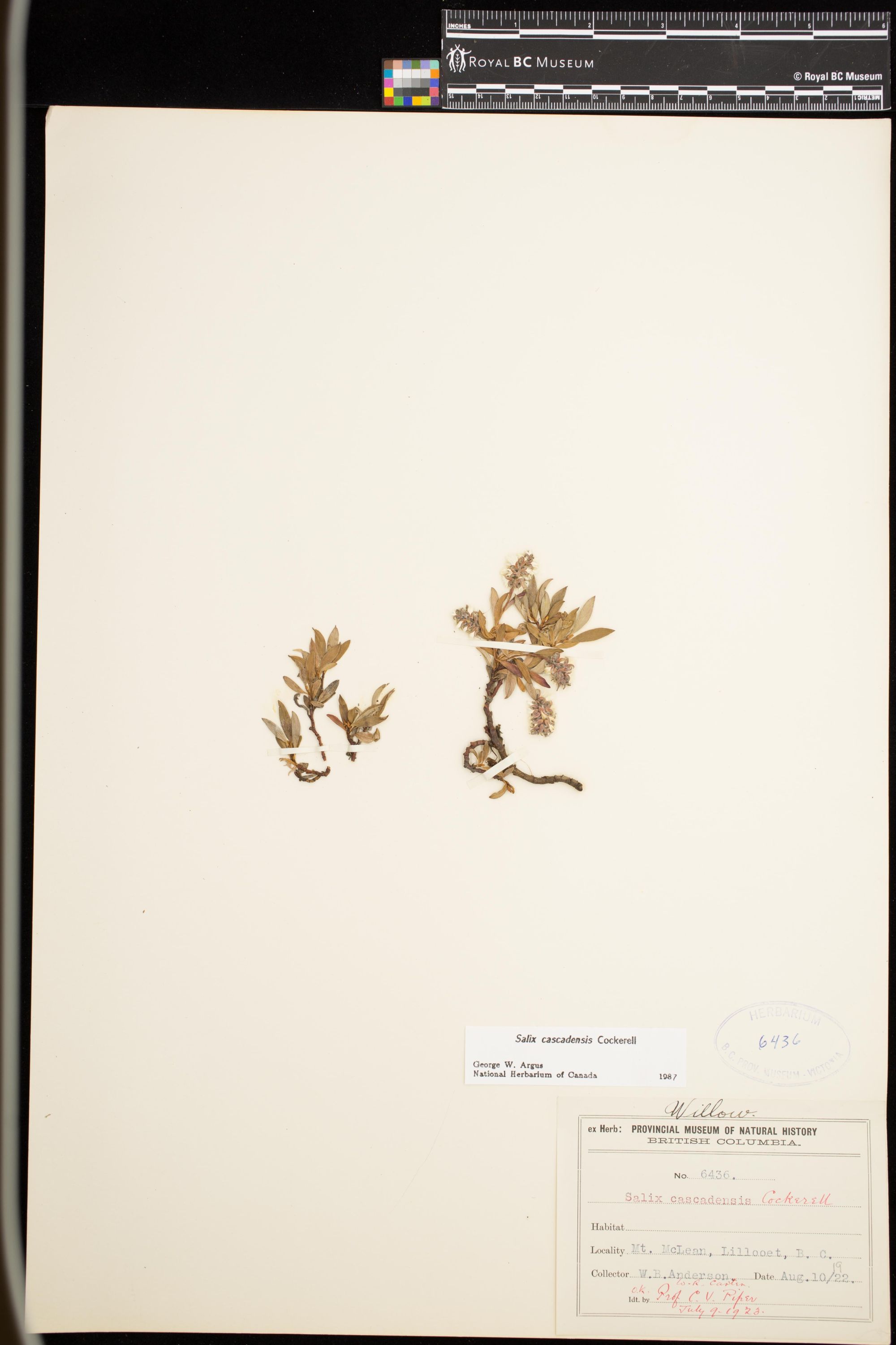 Image representing Salix cascadensis.