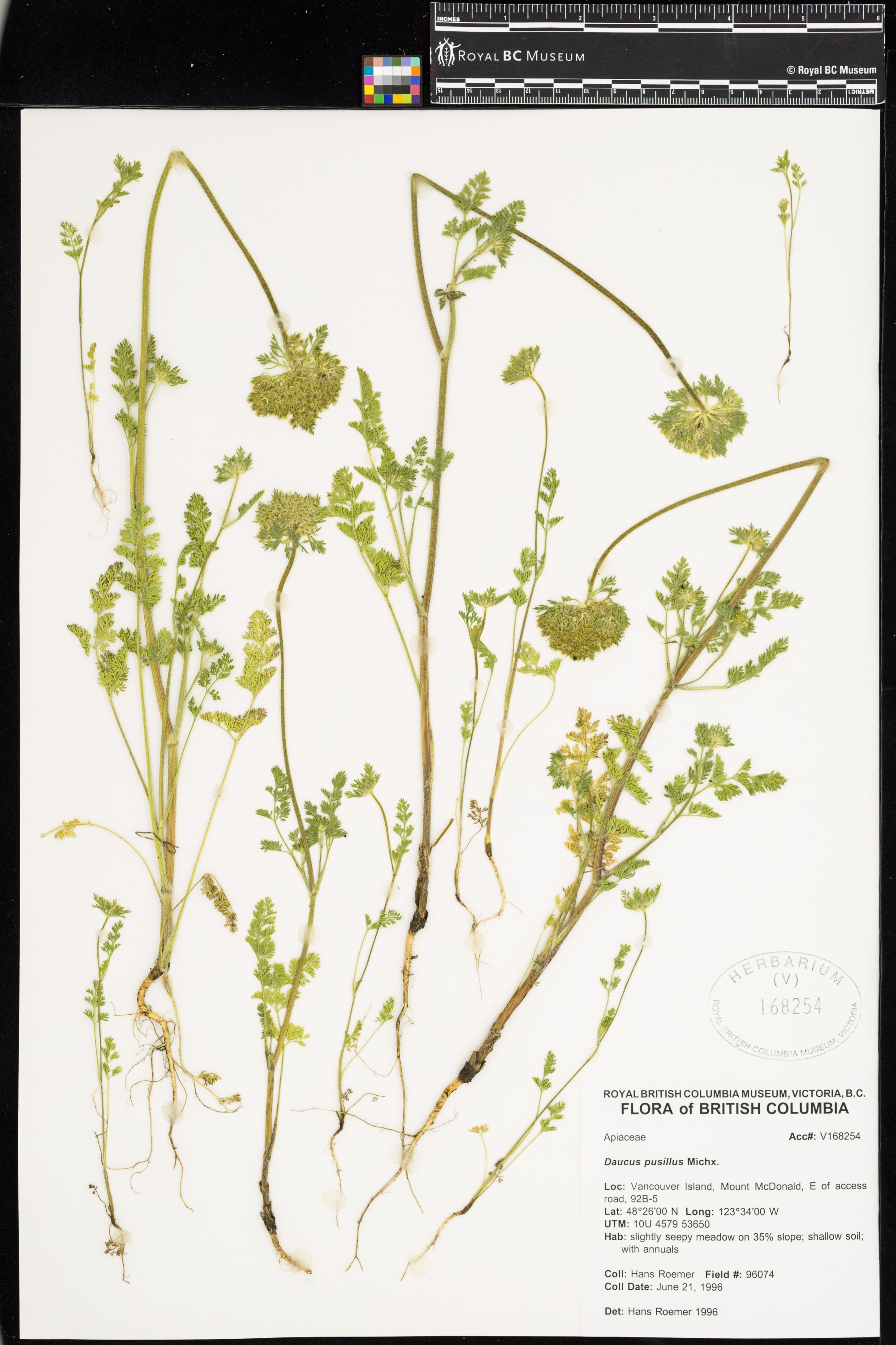 Image representing Daucus pusillus.