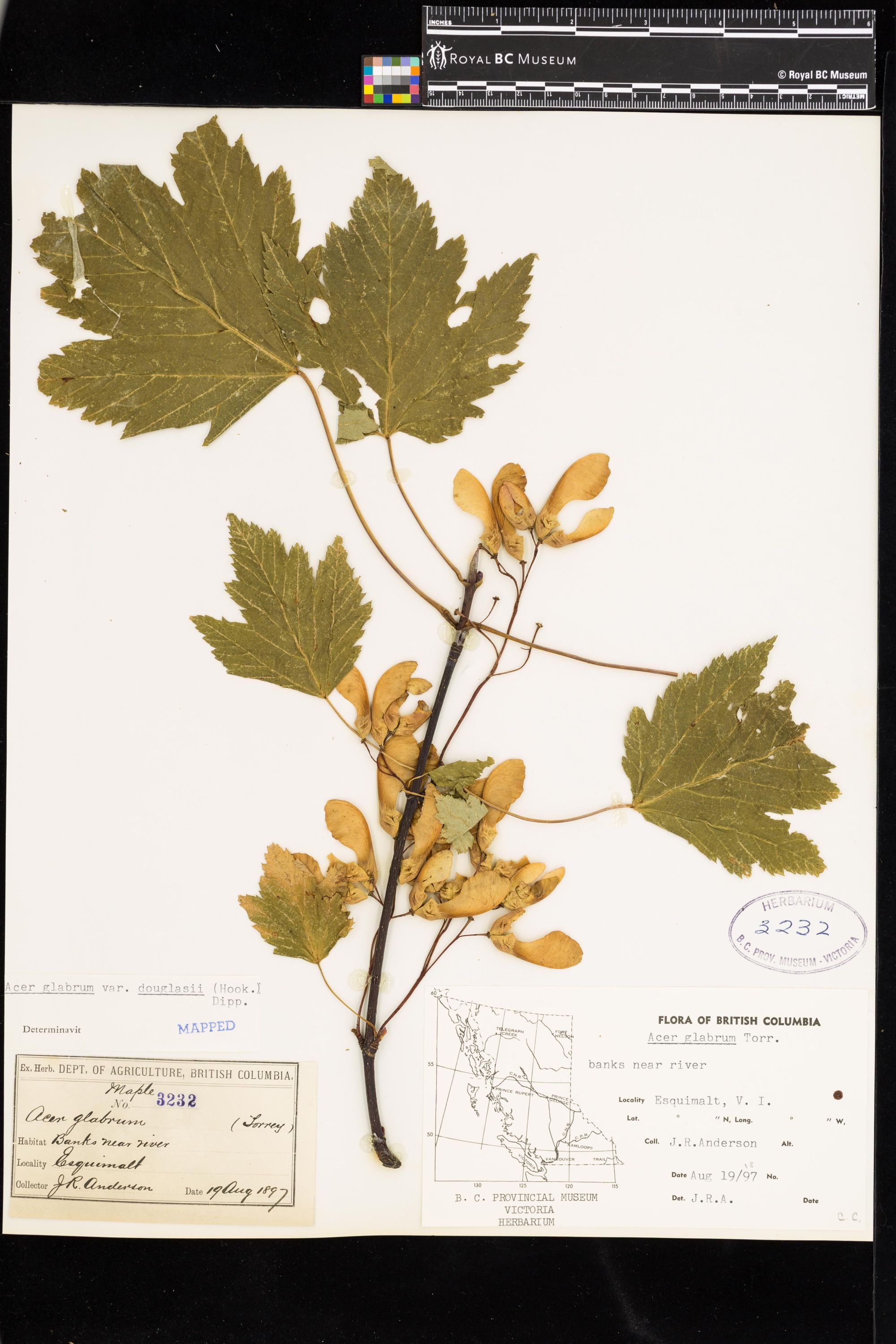 Image representing Acer glabrum var. douglasii.