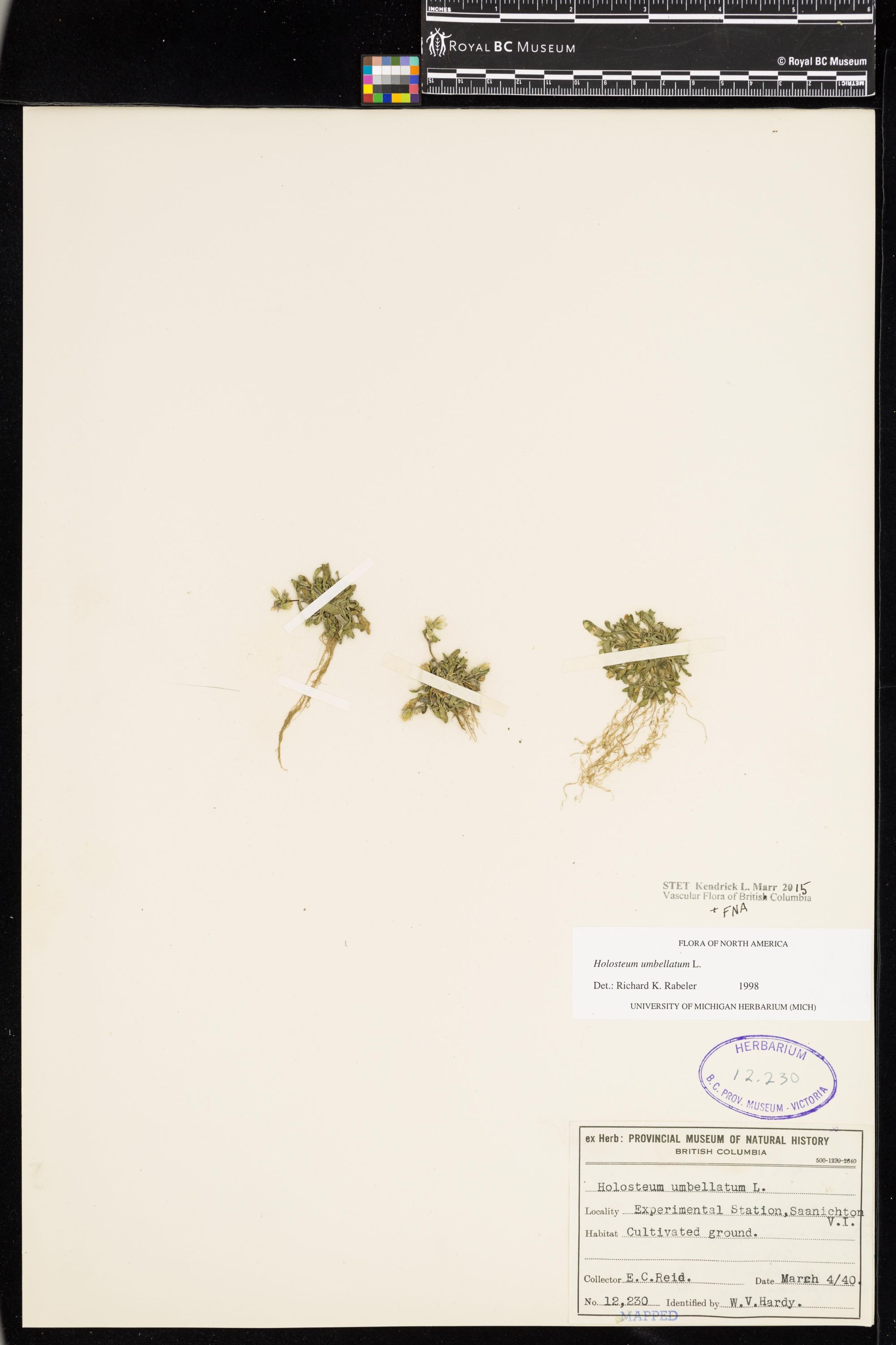 Image representing Holosteum umbellatum.