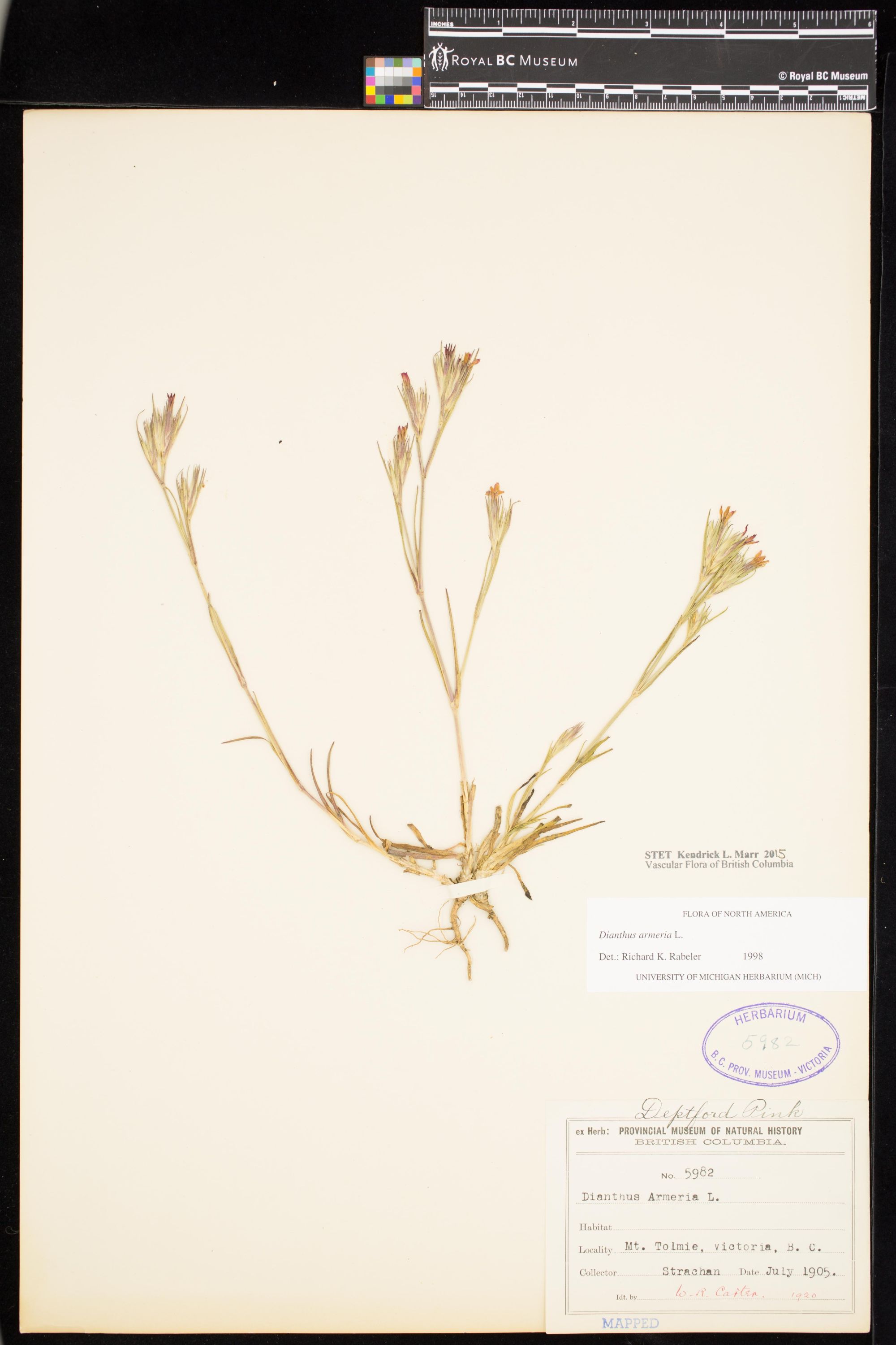 Image representing Dianthus armeria.